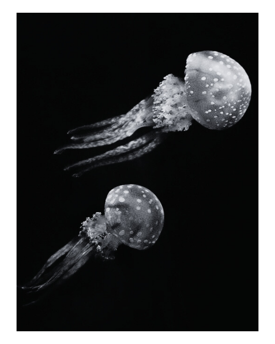 Two jellyfish swimming in dark water, illuminated to show their translucent bodies with dotted patterns and trailing tentacles.