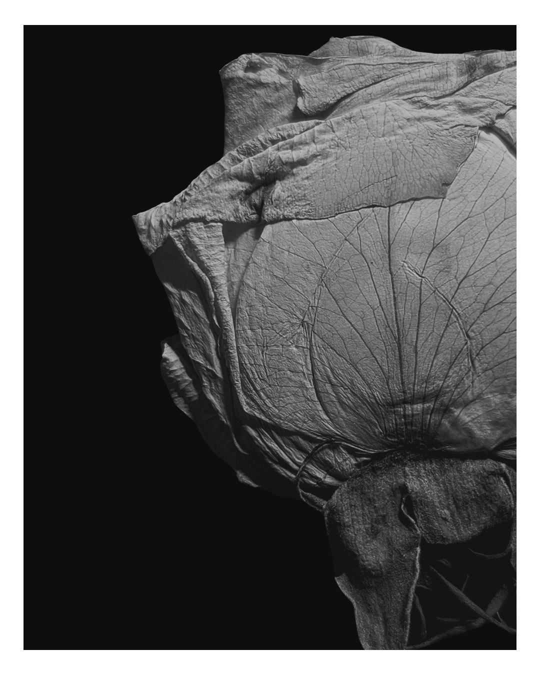 Close-up black and white photograph of a dried, crumpled leaf with visible veins and textured surface, set against a black background.
