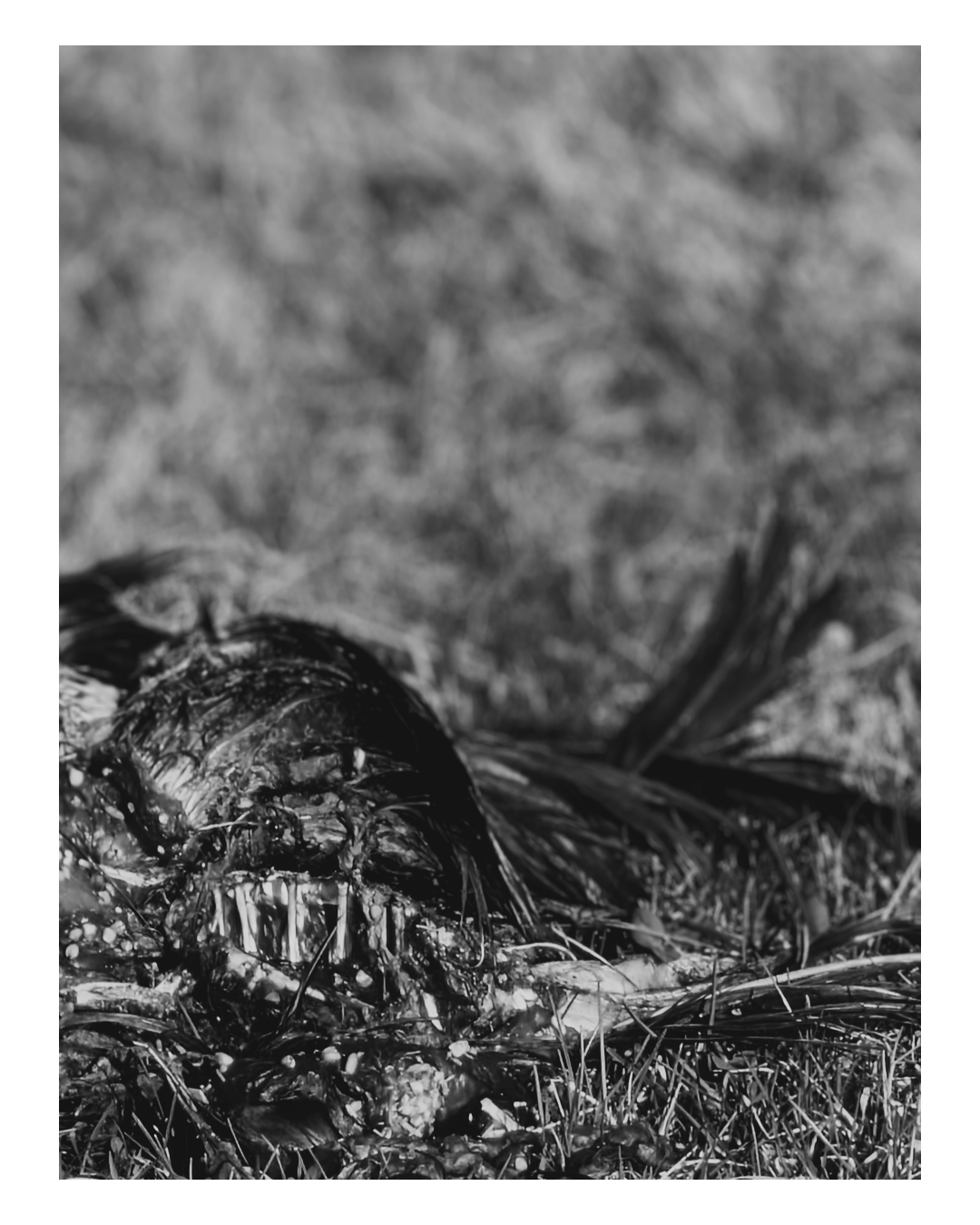 Close-up of a dead bird lying on the ground among grass and soil, in black and white.