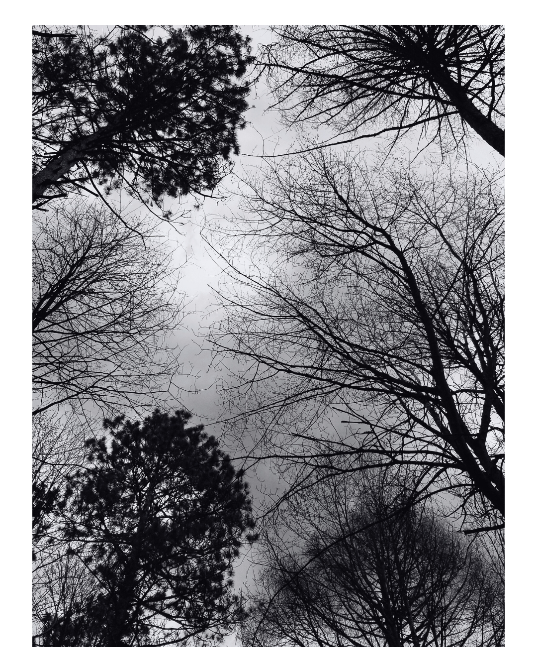Overcast sky viewed through the silhouettes of bare and pine trees.