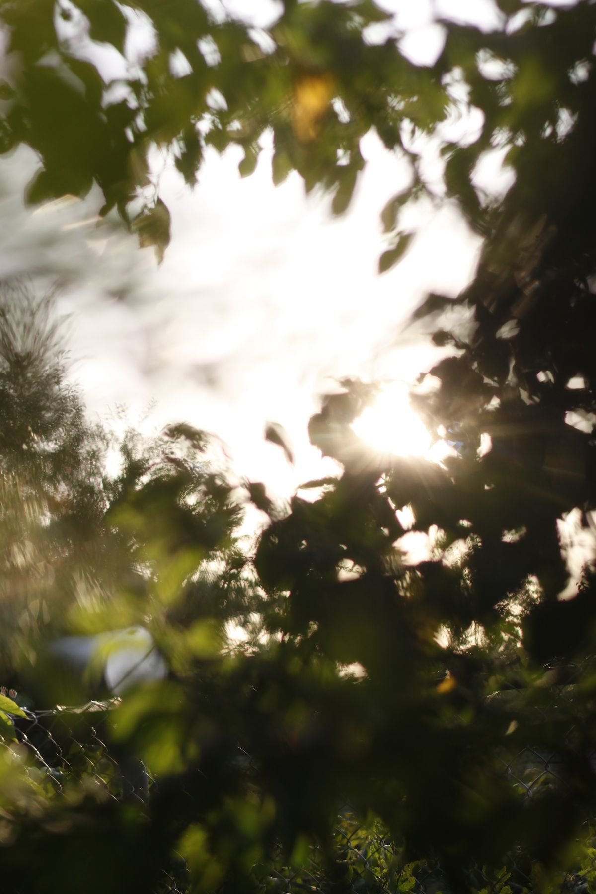 Sunlight shining through leaves on trees, creating a backlit scene with a bright sky visible through the foliage.