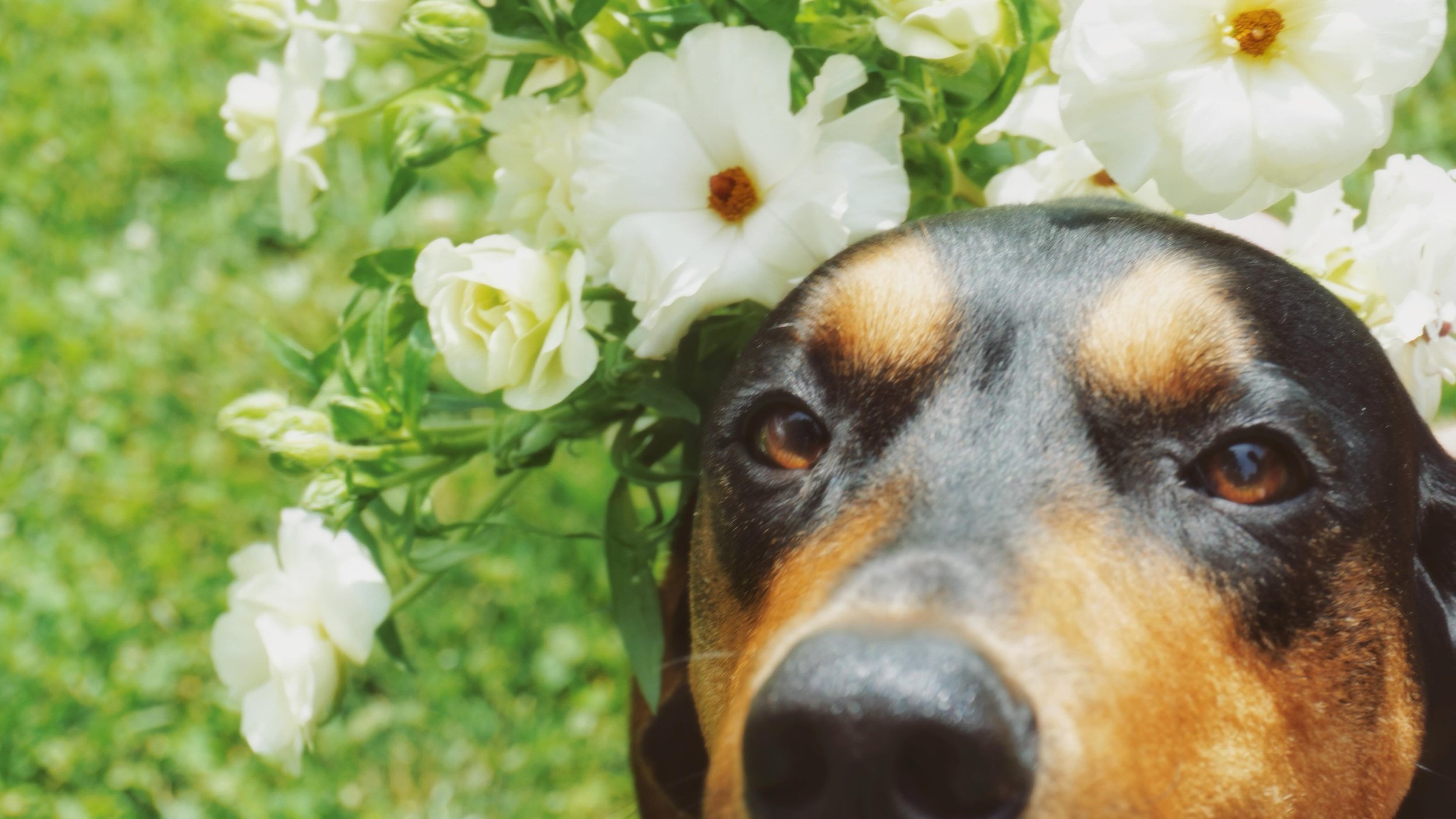 Our wedding season officially kicks off next month! Moose and I cannot wait to be surrounded by flowers again soon&hellip;🤍