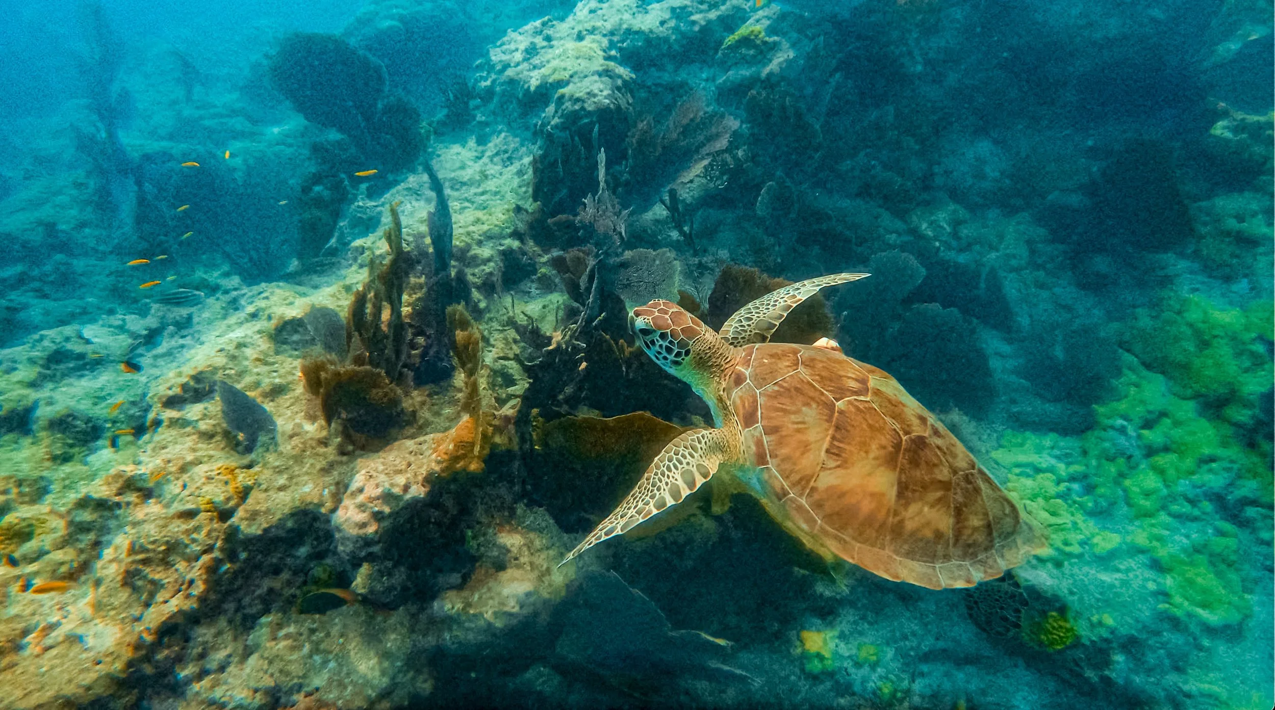 Screenshot 2025-08-12 at 9.17.06 PM.JPG