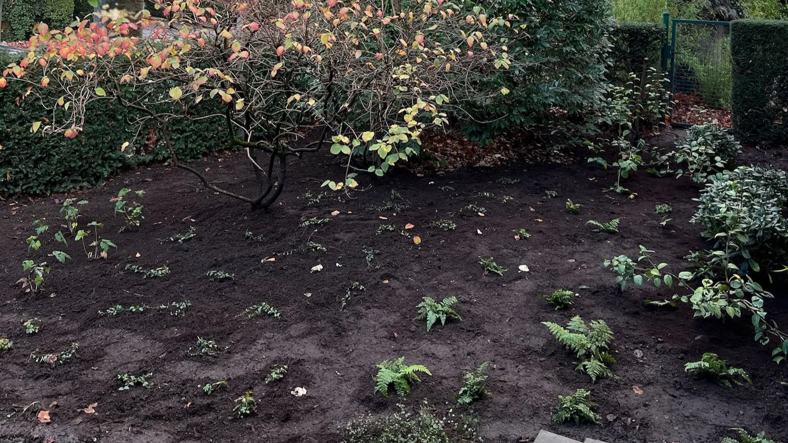 aanplant van jong plantgoed