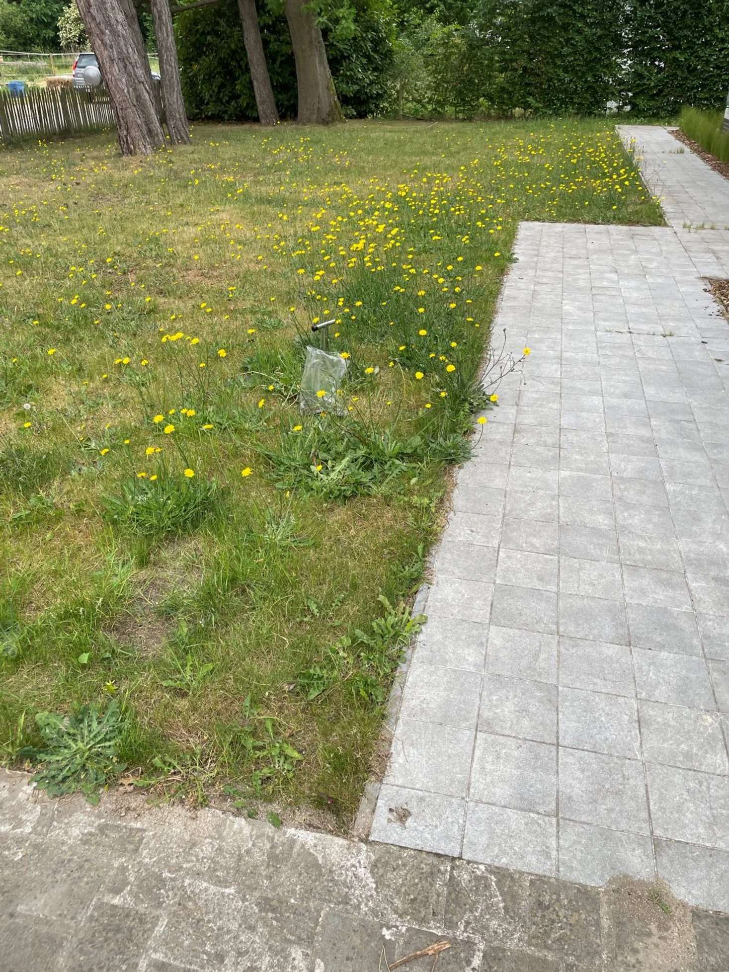 Een tuin met gras en gele onkruid bloemen naast een stenen pad, omgeven door bomen en struiken.