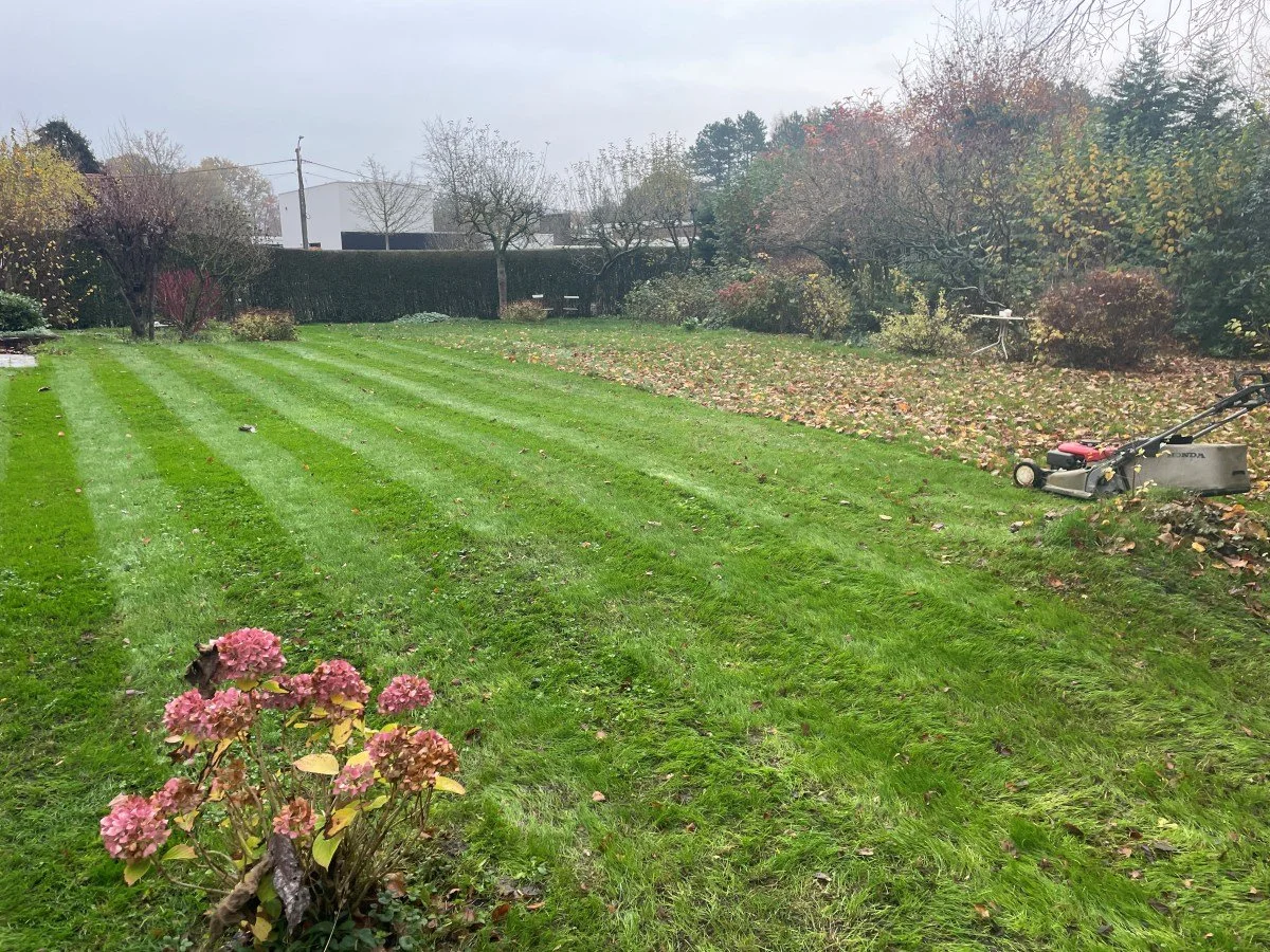 Tuin met gemaaid gazon, narcisbollen, bomen en struiken, grasmaaier op het gras, herfstbladeren op de grond.