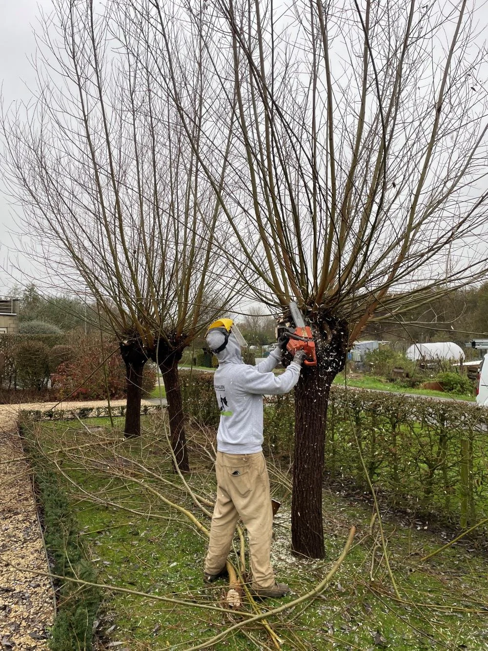 Een persoon snoeit een boom met een kettingzaag in een tuin op een bewolkte herfst dag.