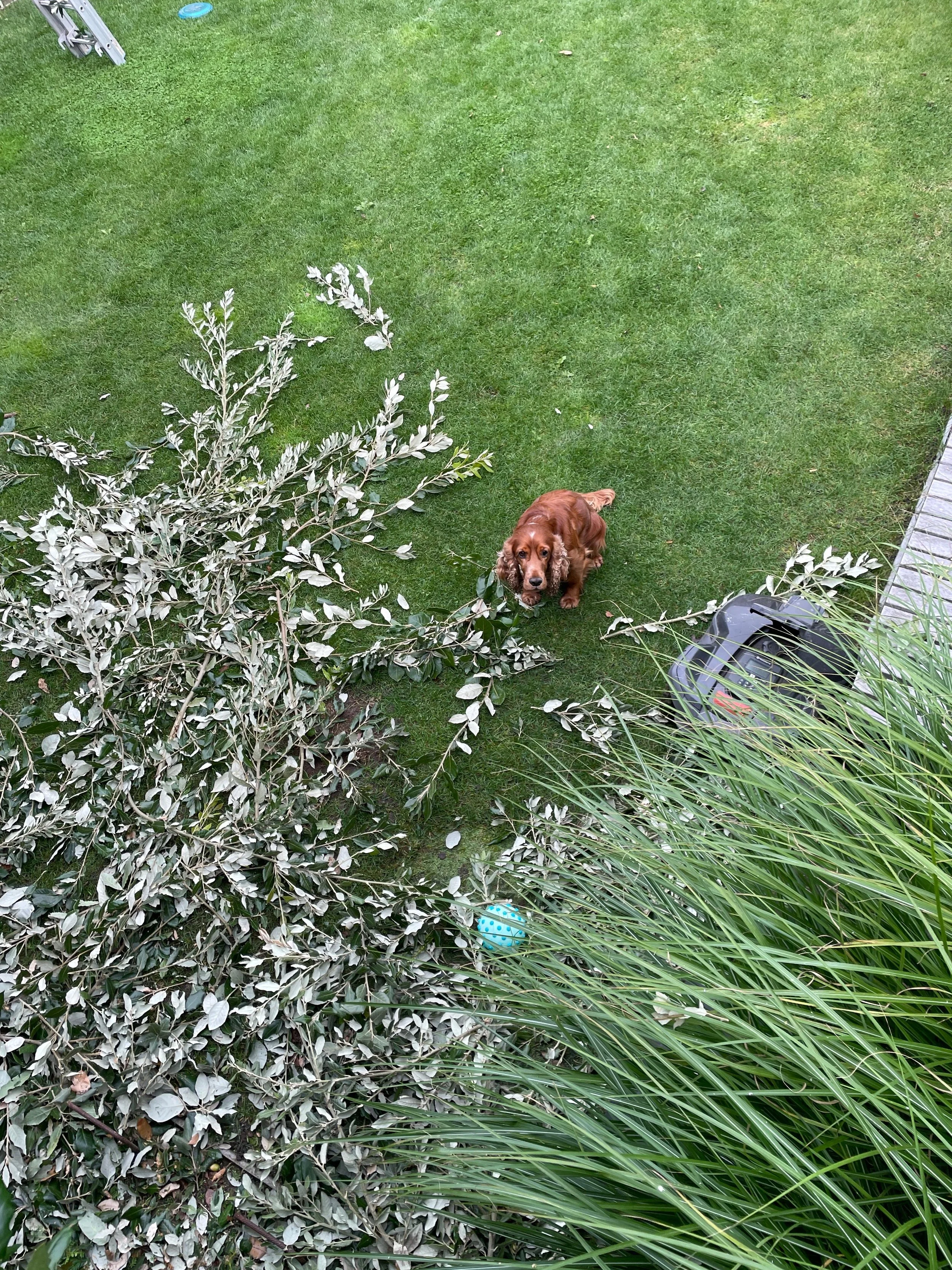 Gezin hond bekijkt tuinman Heusden