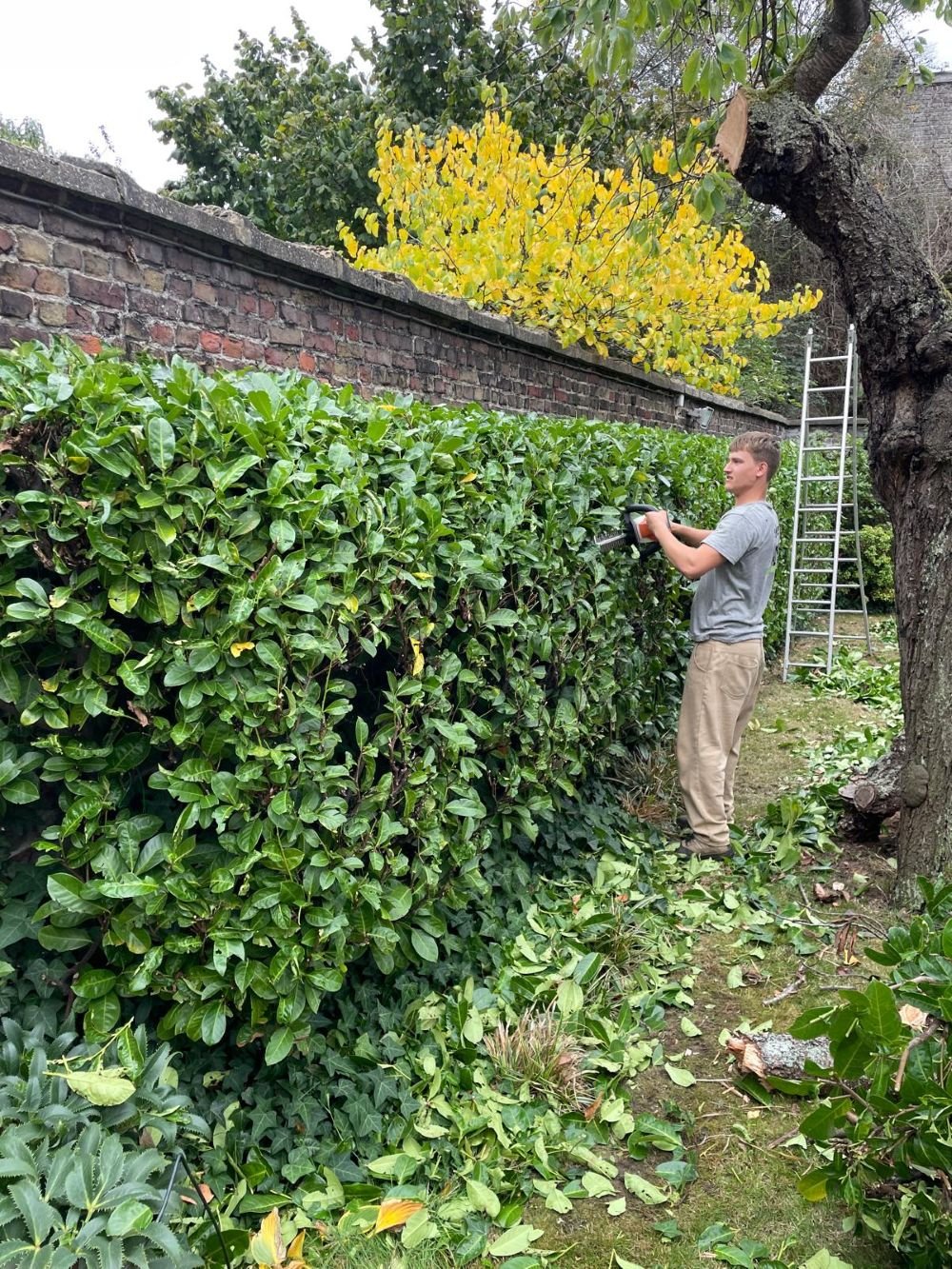 tuinman haag scheren