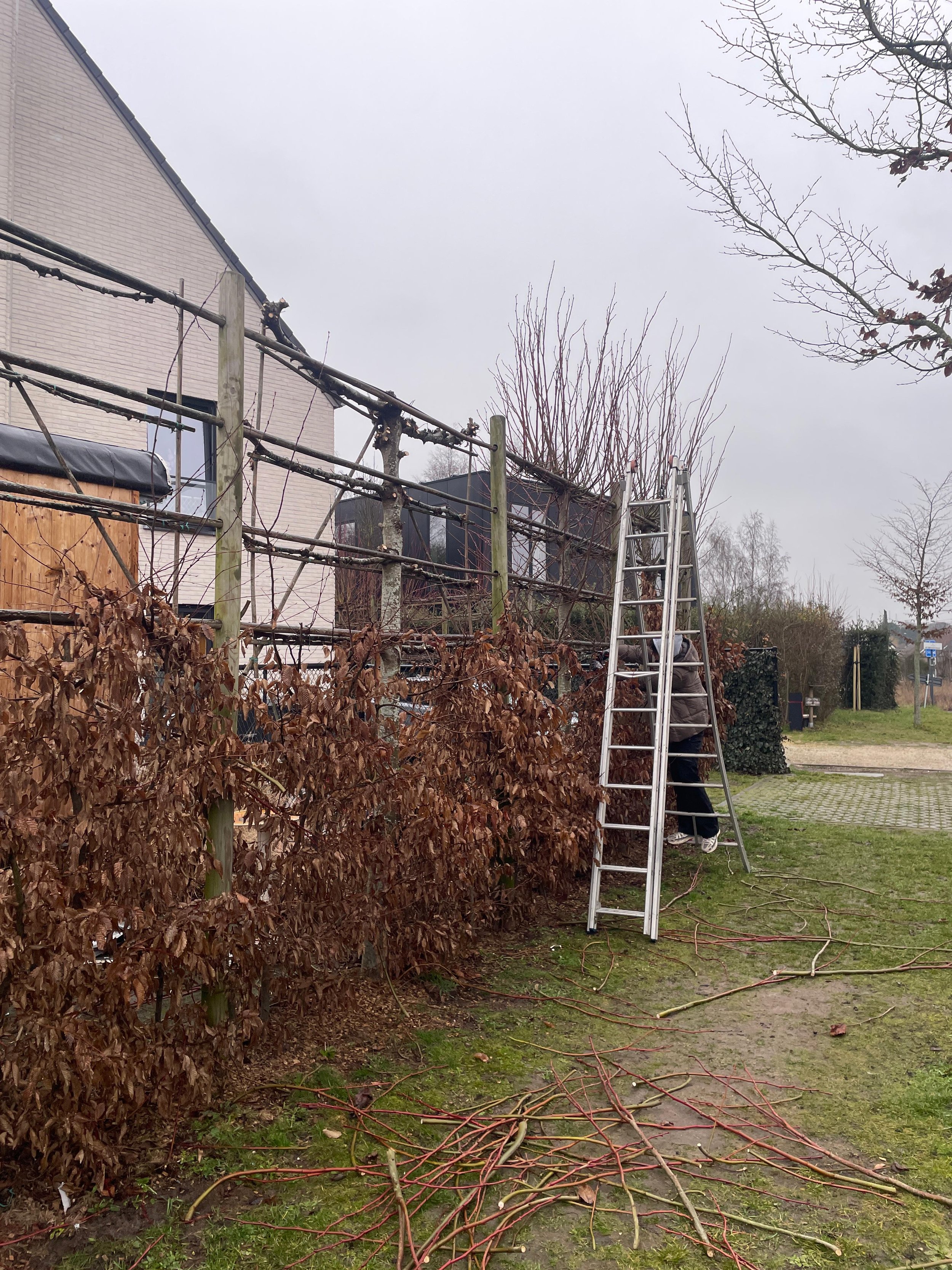 Leibomen snoeien voorjaar Wondelgem
