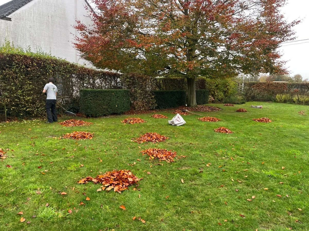 Man maait bladeren in een tuin met een grote boom en heggen, herfstkleuren.