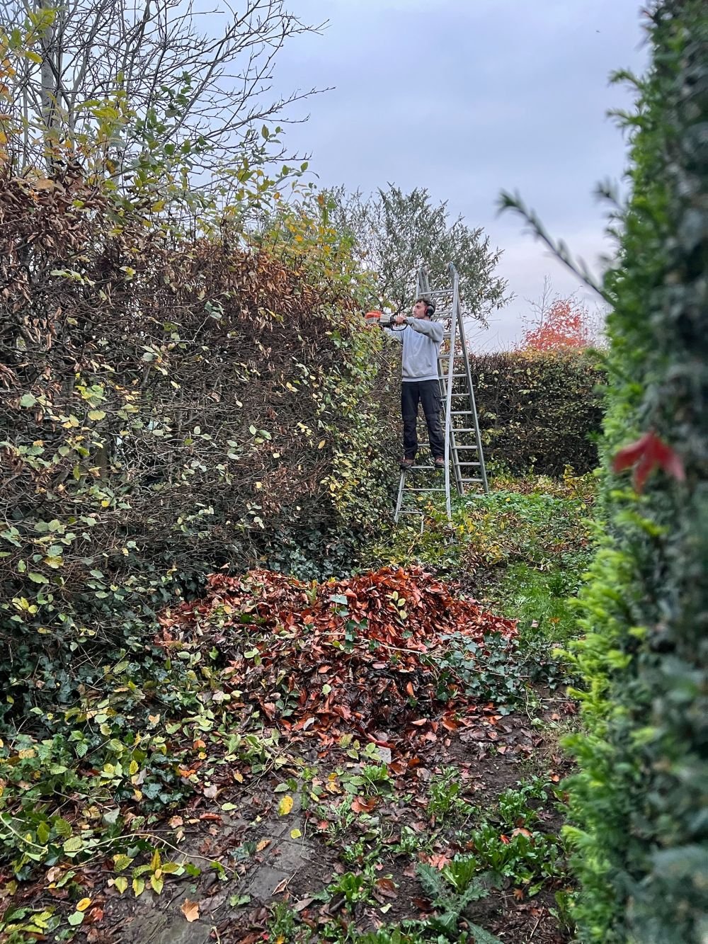 Expertise in alle soorten haagwerk