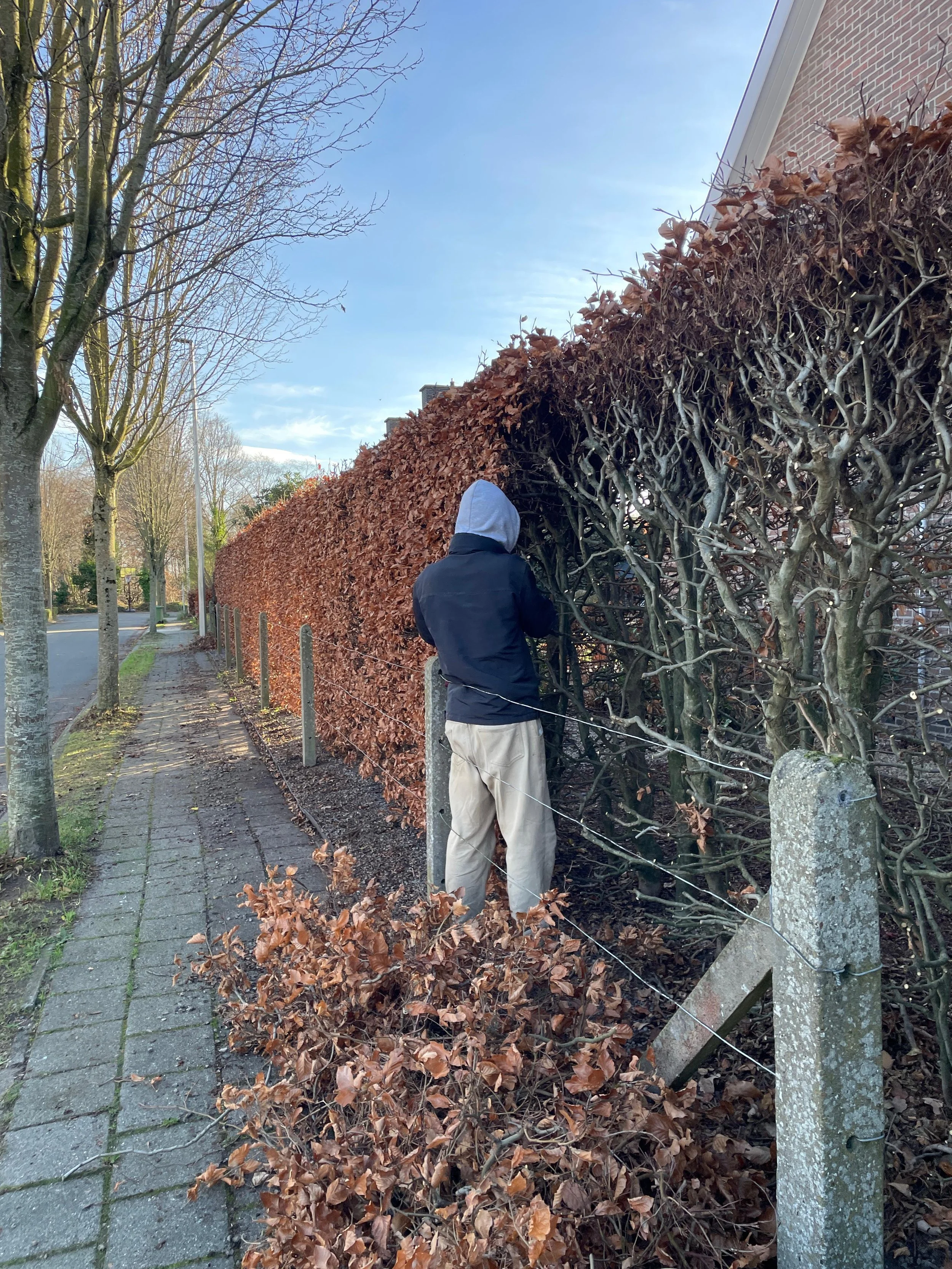 Beukenhaag terugzetten minder breed Gentbrugge
