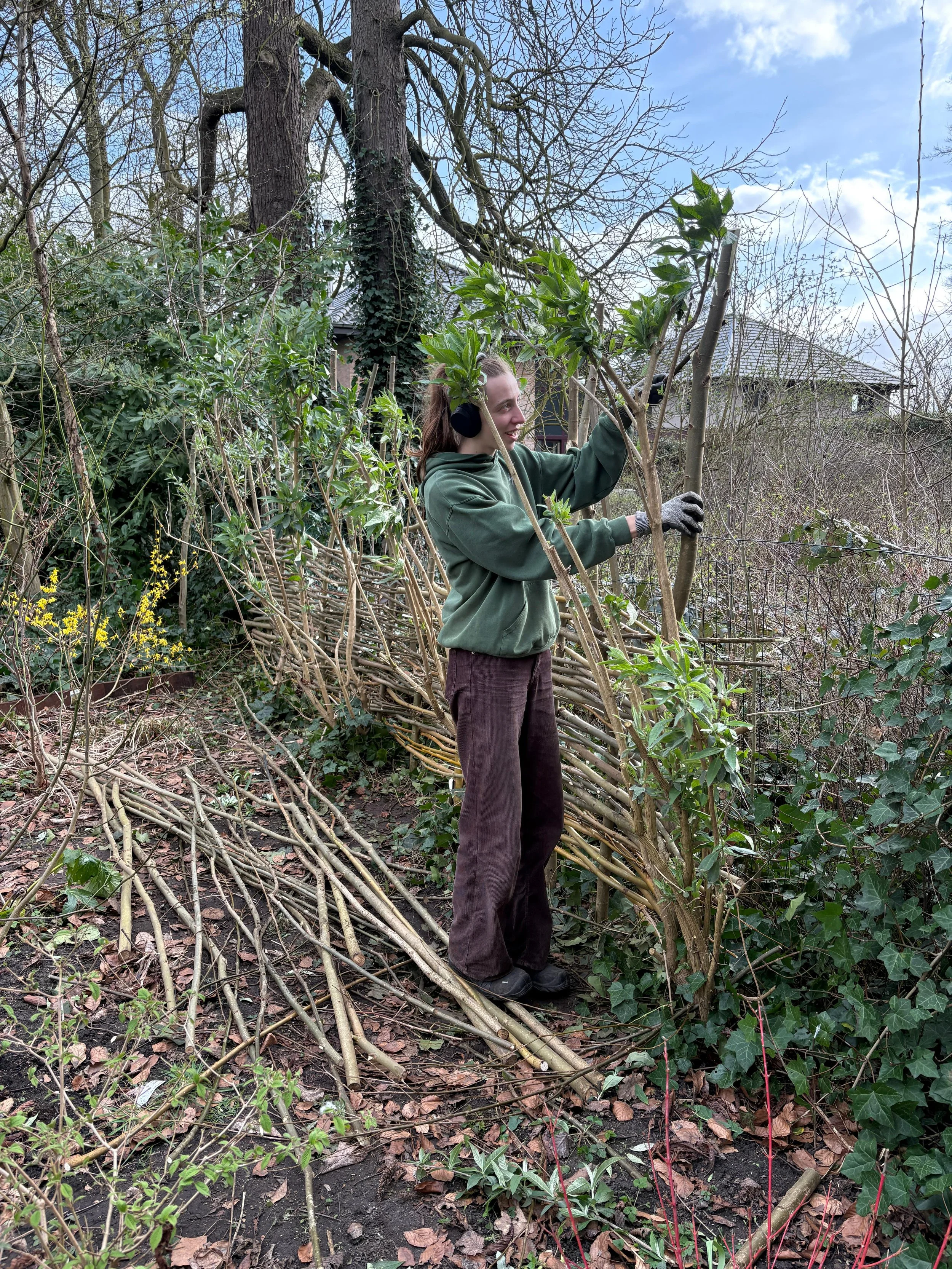Afsluiting maken van wilgen Mariakerke