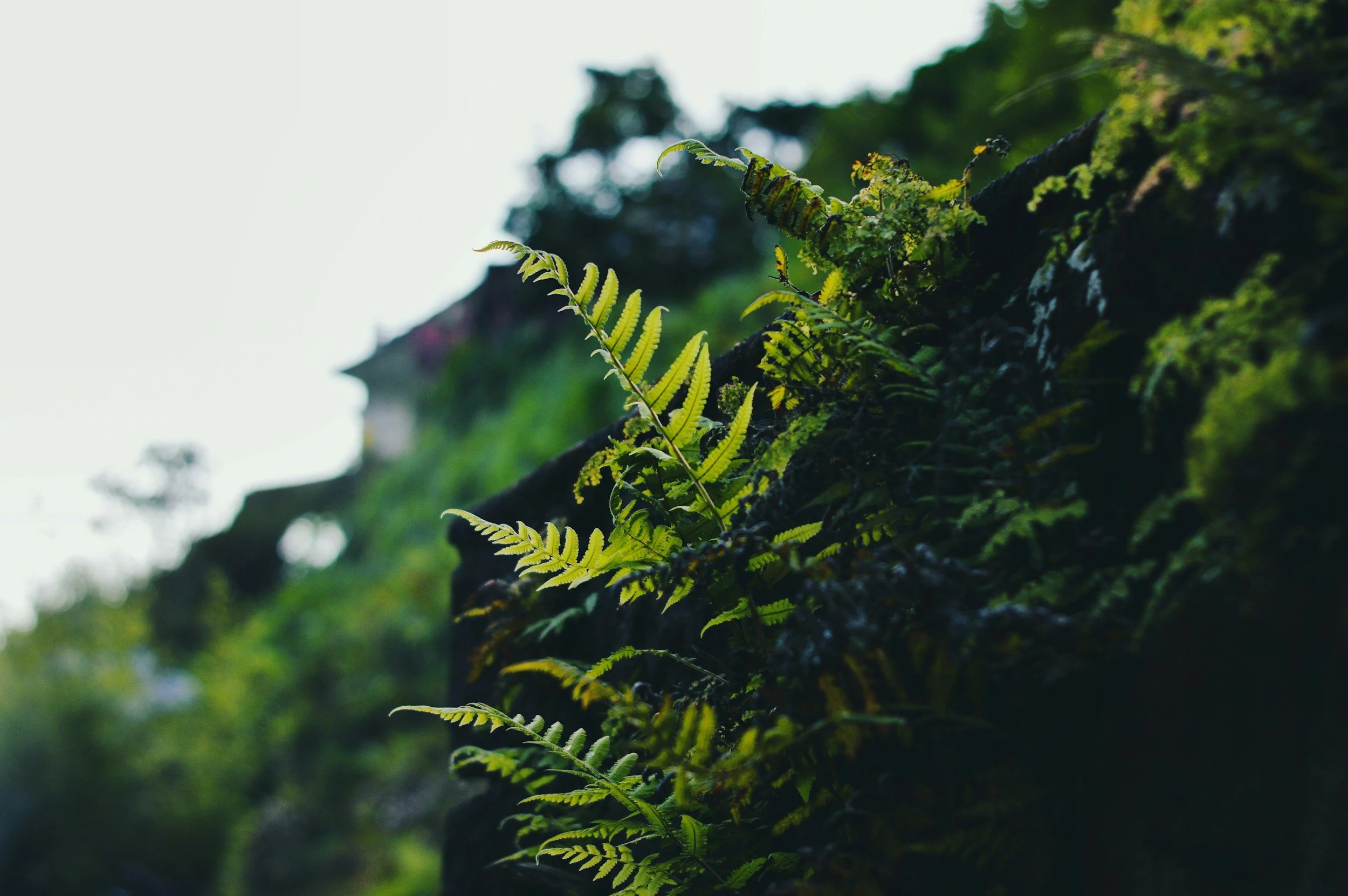 Nature-based mindfulness and journaling.