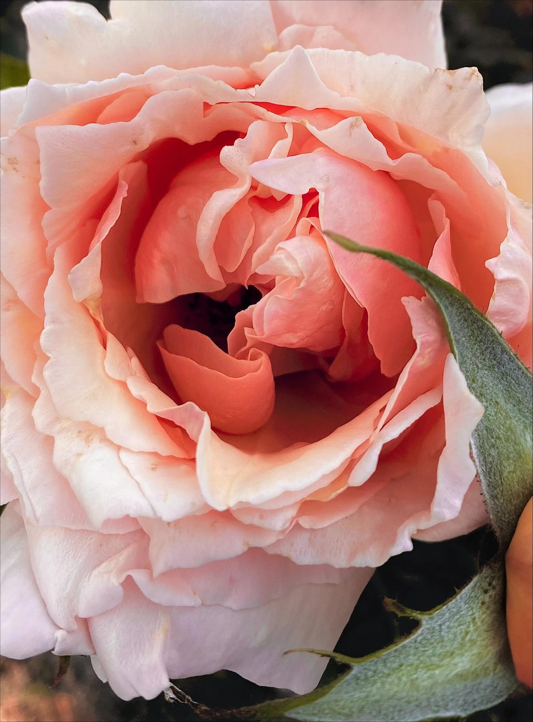 My favorite rose bush from back home. I love to visit my mom and grandparents in California where I can frolic on my farm! We farm wheat, tomatoes, squash, grapes, and much more.
