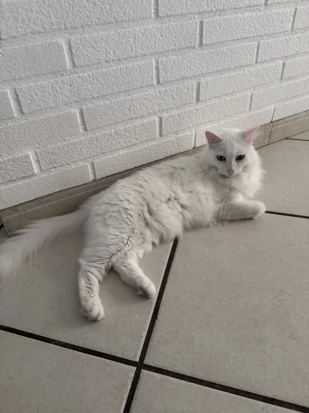 Chat blanc allongé sur le sol en carrelage près d'un mur en briques blanches.