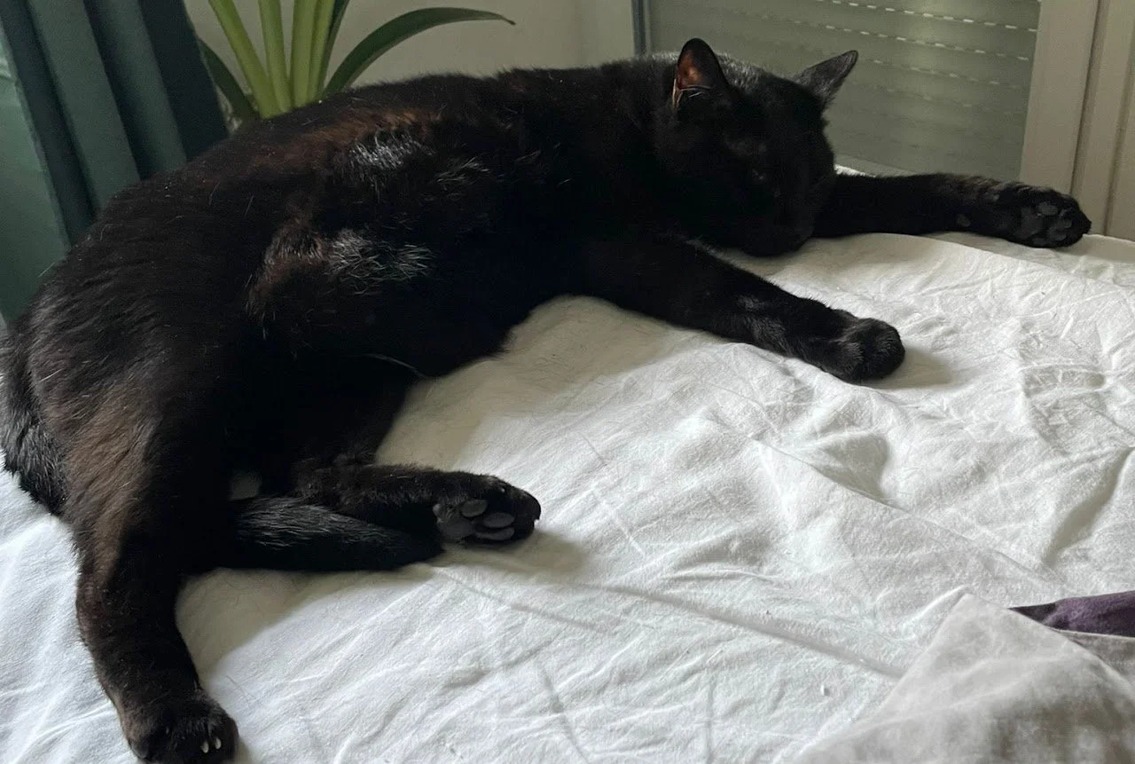 Un chat noir allongé sur un lit blanc, semblant dormir. En arrière-plan, un volet roulant et une plante verte.
