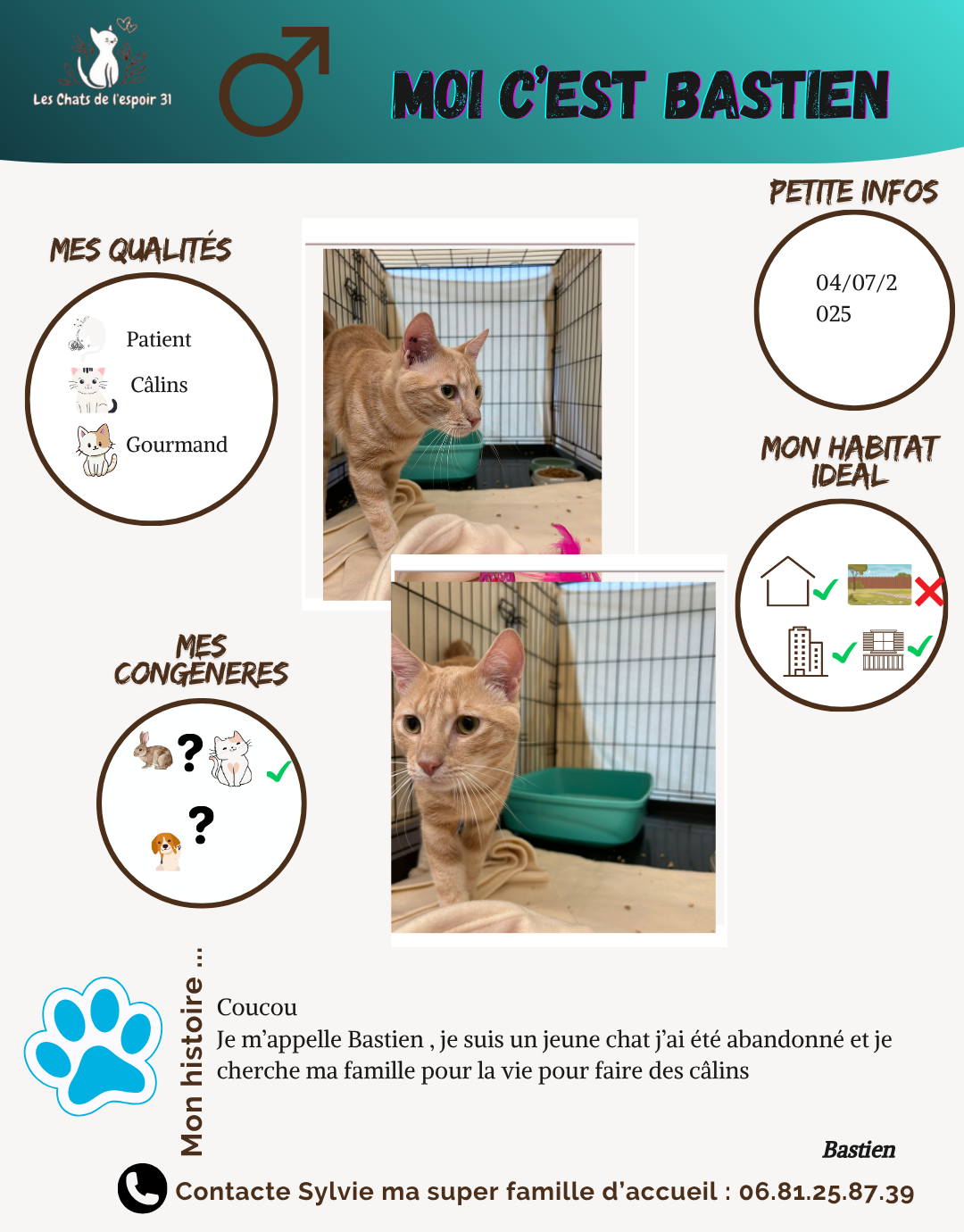 Poster d'adoption de chat avec deux photos de chat, informations personnelles et préférences d'habitat, et une section pour la famille d'accueil avec contact.