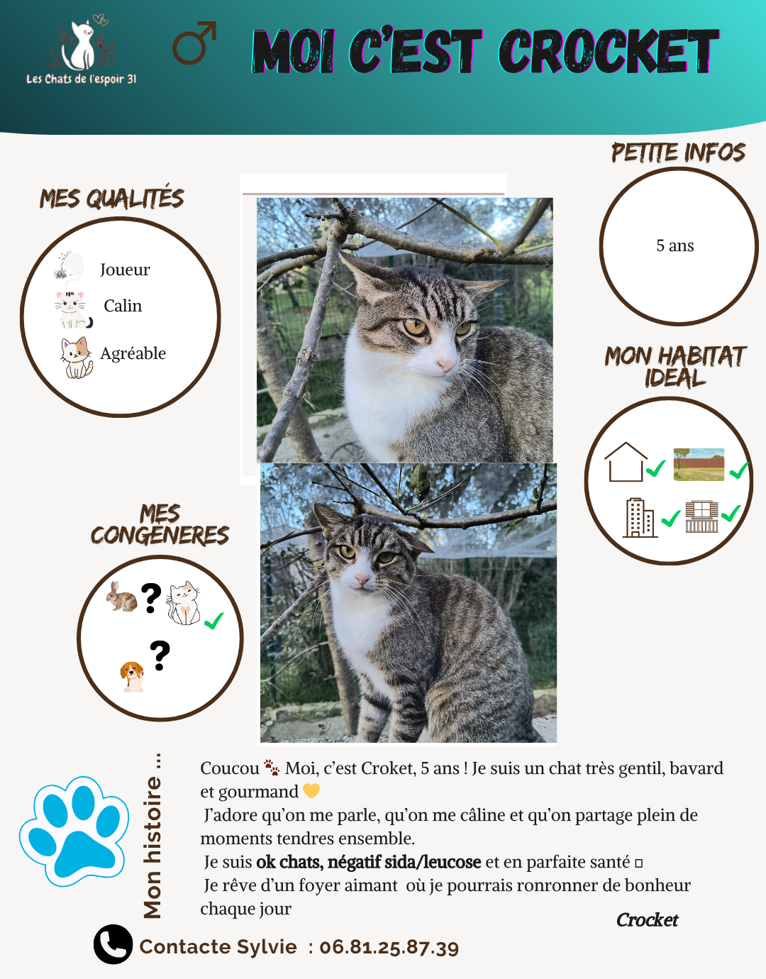 Fiche descriptive d'un chat nommé Crocket, 5 ans, avec deux photos de lui, son habitat préféré, ses qualités, ses congénères, et ses infos personnelles. Inclut une description de ses traits, de sa santé, et de ses envies.