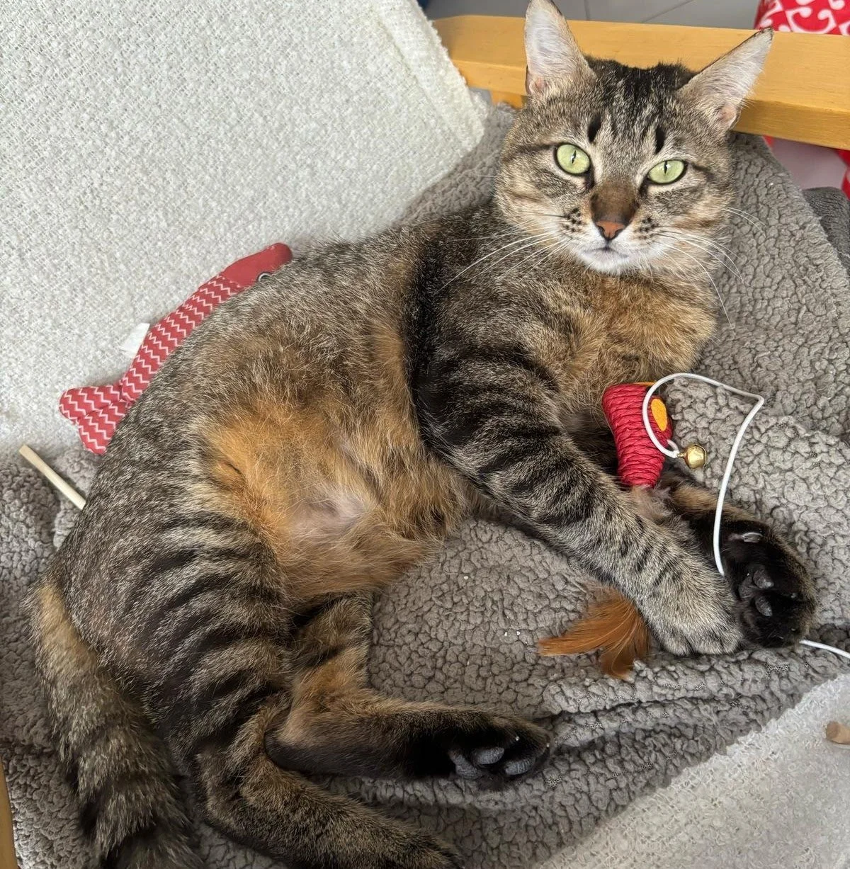 Un chat tacheté de brun et de noir repose sur un coussin gris, avec un jouet en pelote rouge et un petit plumeau orange à ses pattes.