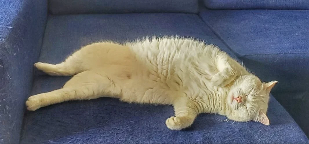 Un chat beige allongé sur un canapé bleu, semblant dormir paisiblement.