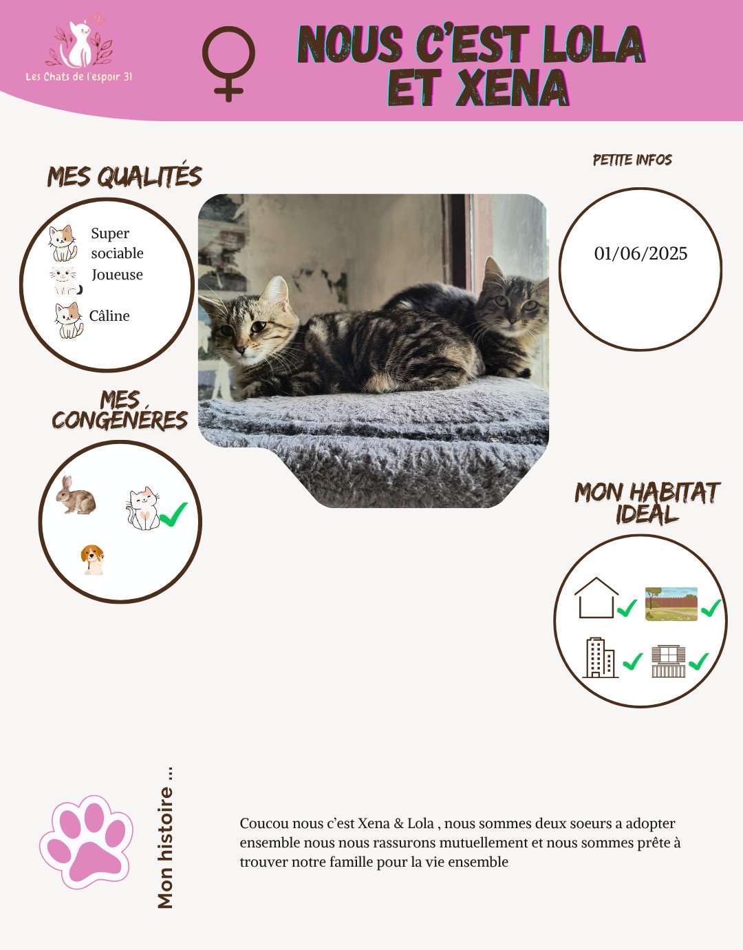 Une affiche de présentation de deux chats nommés Lola et Xena, avec leur photo, leurs qualités, leurs congénères compatibles, leur date de naissance, leur habitat idéal, et une petite histoire à la fin. Le fond est principalement rose et blanc, avec des illustrations de chats et de symboles.