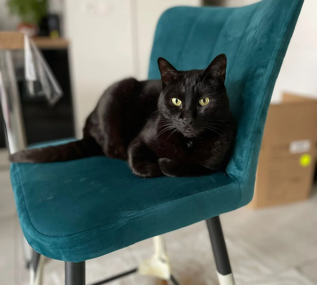 Un chat noir allongé sur une chaise turquoise, regardant vers l'objectif.