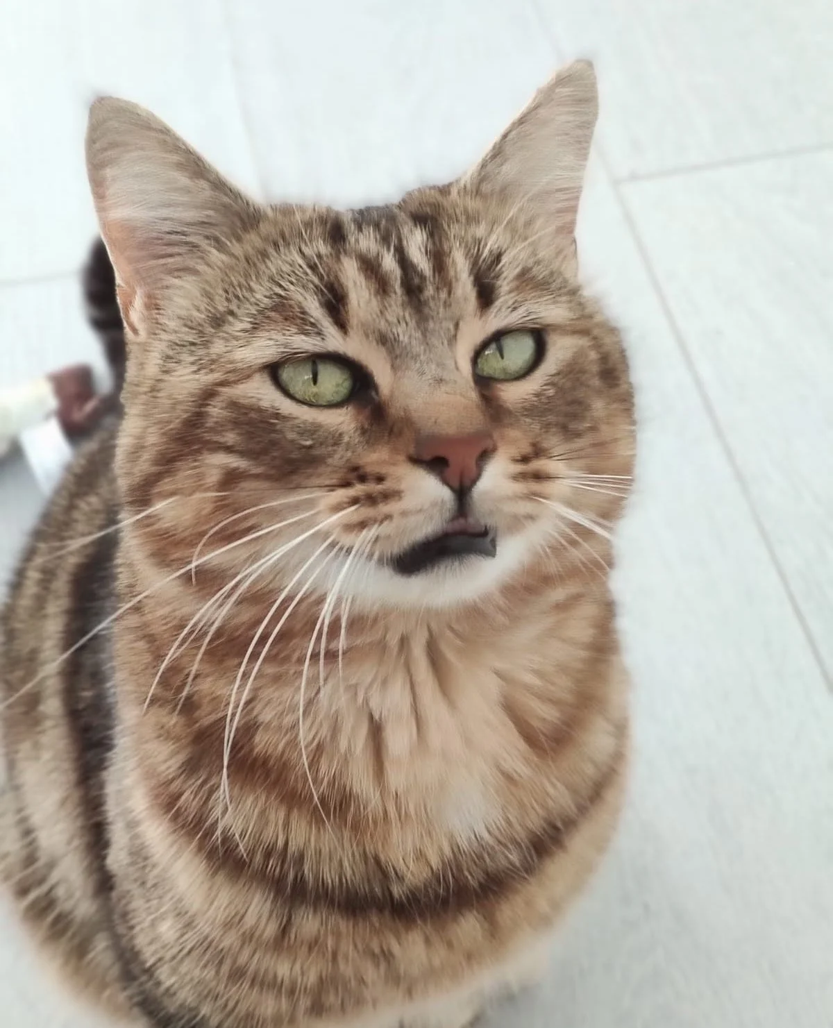 Chat domestique tacheté aux yeux verts, regardant vers l'avant, dans un environnement intérieur.