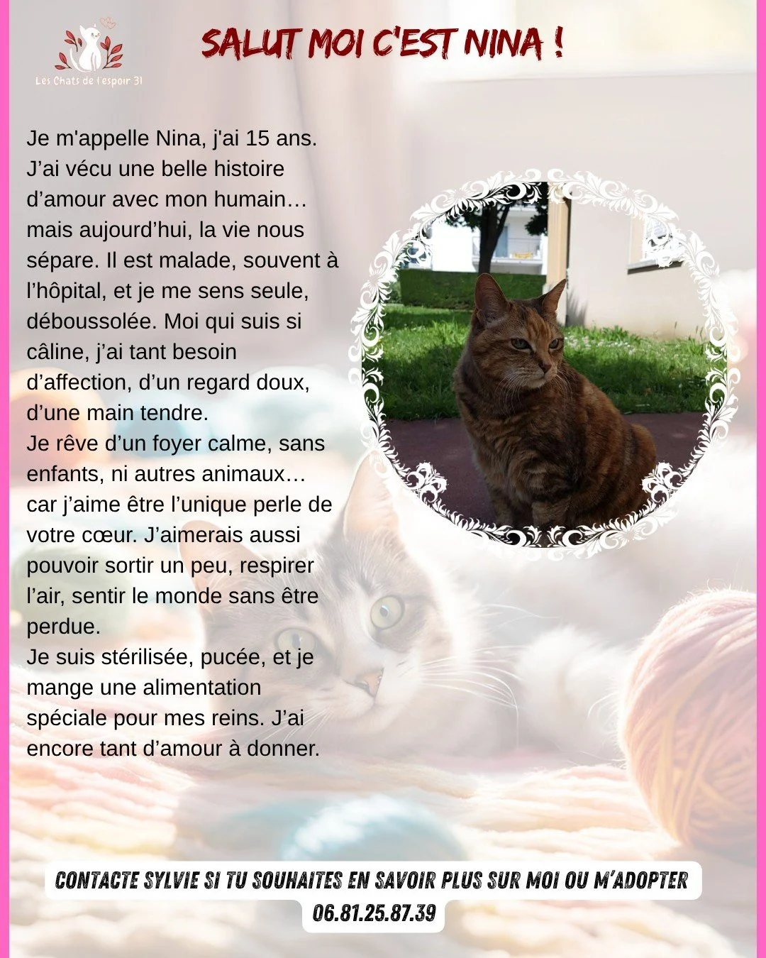 🌸 Nina, 15 ans, douce et discr&egrave;te&hellip; cherche une retraite pleine d&rsquo;amour 🐱

Elle a tout connu : les c&acirc;lins, les siestes au soleil, la complicit&eacute; avec son humain ador&eacute;&hellip;
Mais aujourd&rsquo;hui, son ma&icir