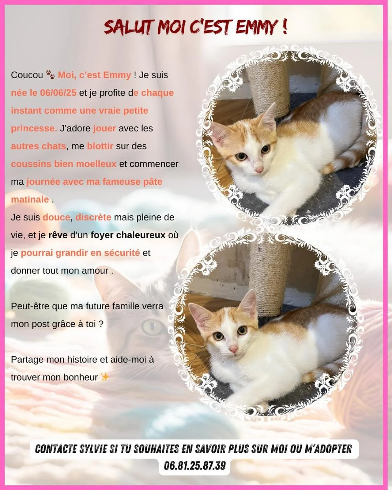 Coucou 😺 Moi c&rsquo;est Emmy ! Je suis n&eacute;e en juin 2025, je suis donc encore une toute petite chatonne pleine de vie 💕. J&rsquo;adore jouer avec les autres et courir partout, mais j&rsquo;ai aussi mes moments cocooning : impossible de r&eac