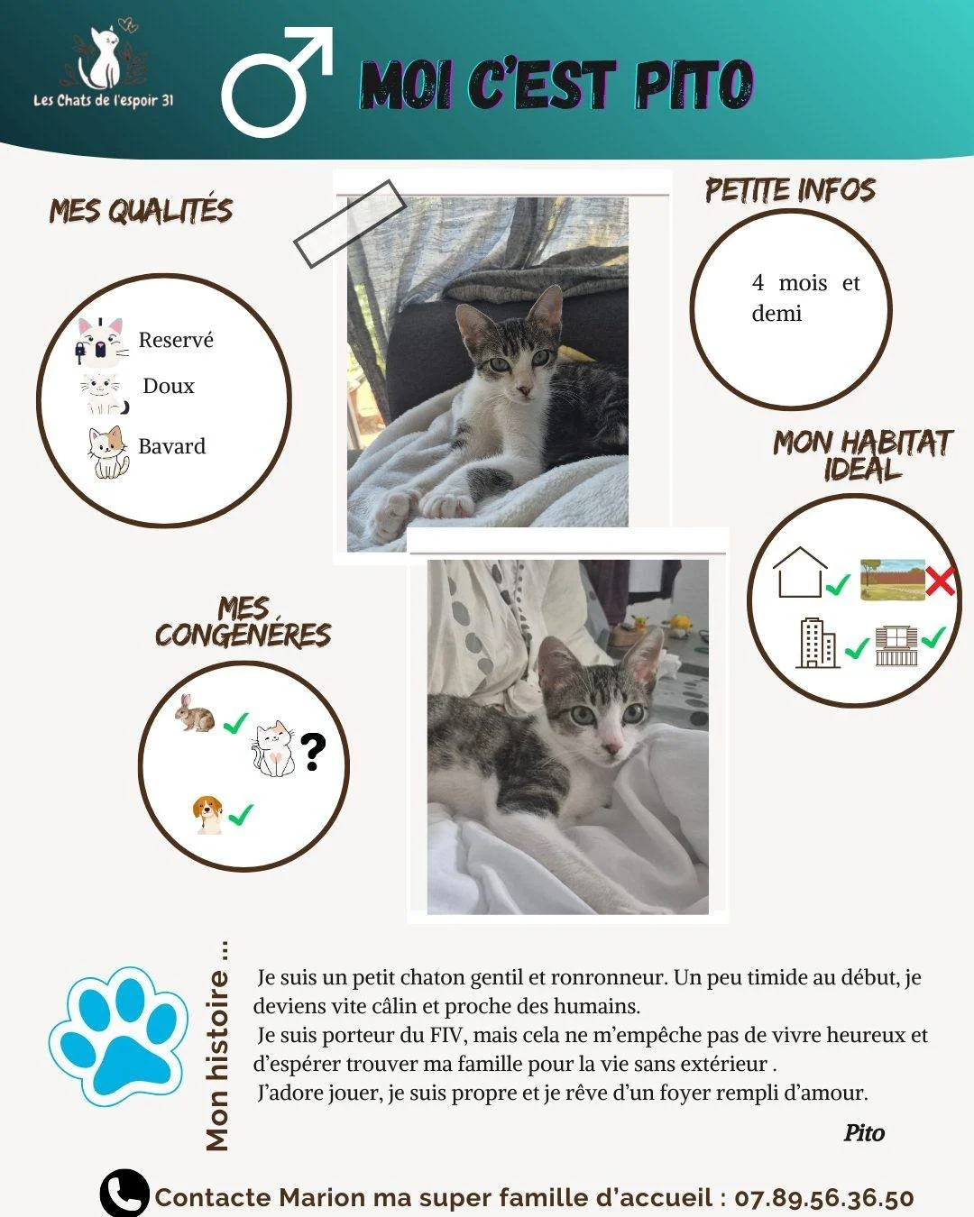 🐾✨ Moi c&rsquo;est Pito, petit tr&eacute;sor de 4 mois et demi ✨🐾

Un peu timide au d&eacute;but, mais une fois en confiance je deviens un vrai pot de colle ronronneur 💕
Je suis doux, bavard, joueur et je r&ecirc;ve d&rsquo;un foyer rempli d&rsquo