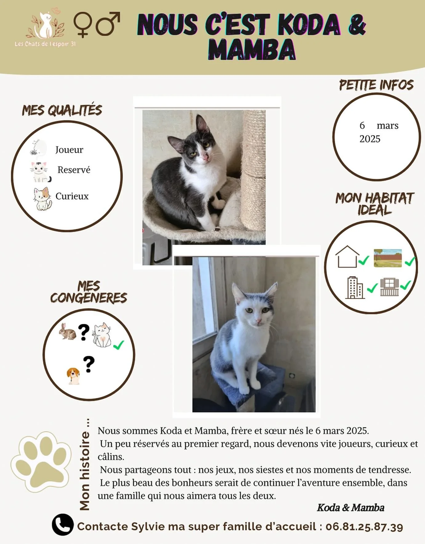 Coucou 😺 nous, c&rsquo;est Koda et Mamba, fr&egrave;re et s&oelig;ur n&eacute;s le 6 mars 2025 💕
On est deux petits c&oelig;urs pleins de douceur, un peu r&eacute;serv&eacute;s au d&eacute;but, mais tr&egrave;s vite joueurs, curieux et c&acirc;lins