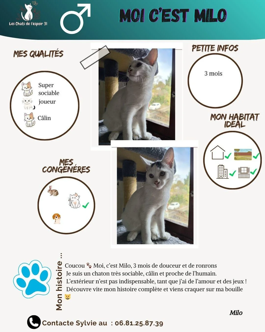 Coucou tout le monde 😸 Moi c&rsquo;est Milo, petit bout de 3 mois tout doux et super sociable 💕
Je suis un chaton c&acirc;lin, curieux et toujours partant pour jouer ! Mon plus grand bonheur ? &Ecirc;tre pr&egrave;s de l&rsquo;humain, blotti contre