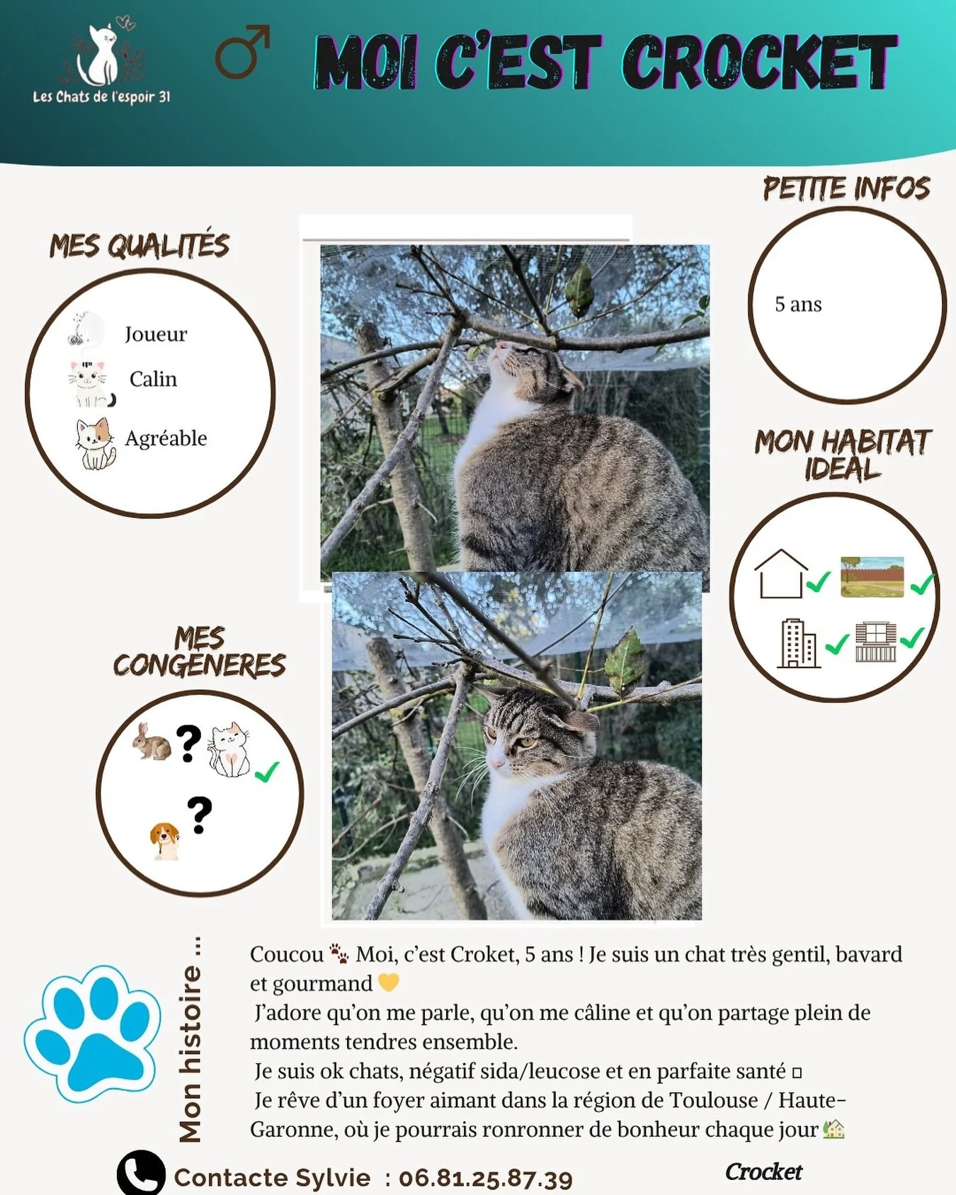 Coucou 😺 Moi c&rsquo;est Croket, 5 ans, un grand bavard tout doux et tr&egrave;s gourmand 💛 J&rsquo;adore les c&acirc;lins et la compagnie des autres chats ! N&eacute;gatif sida/leucose et en pleine forme, je cherche ma famille pour la vie ... Vien
