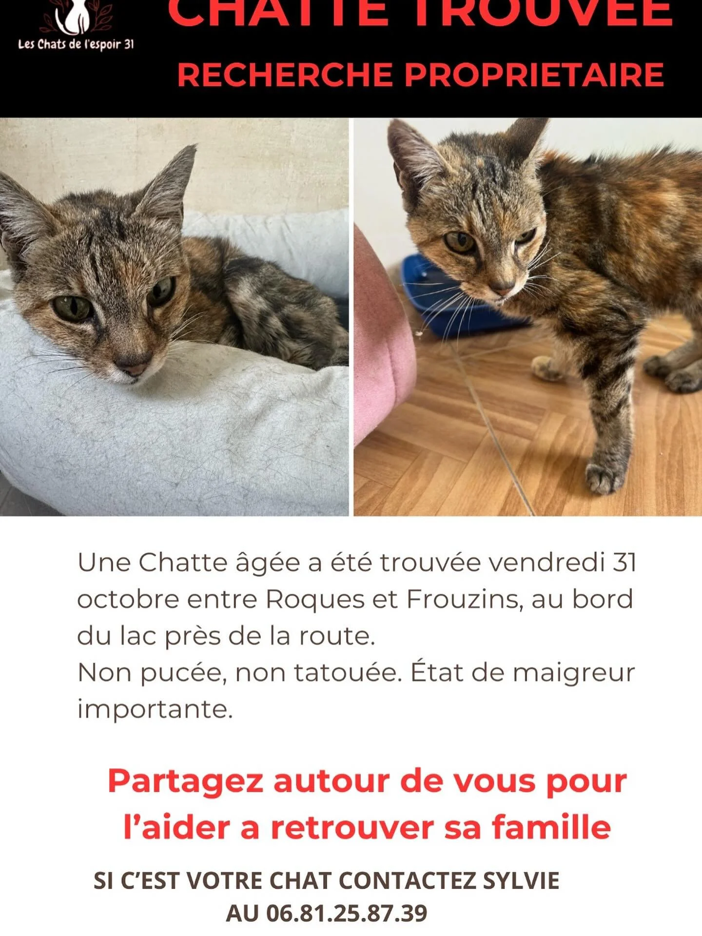 CHATTE TROUV&Eacute;E 🐱
Trouv&eacute;e vendredi 31/10 entre Roques et Frouzins (31), au bord du lac pr&egrave;s de la route.
Chatte &acirc;g&eacute;e, tr&egrave;s maigre, non puc&eacute;e/tatou&eacute;e.
📞 Sylvie : 06.81.25.87.39

🙏 PARTAGEZ SVP p