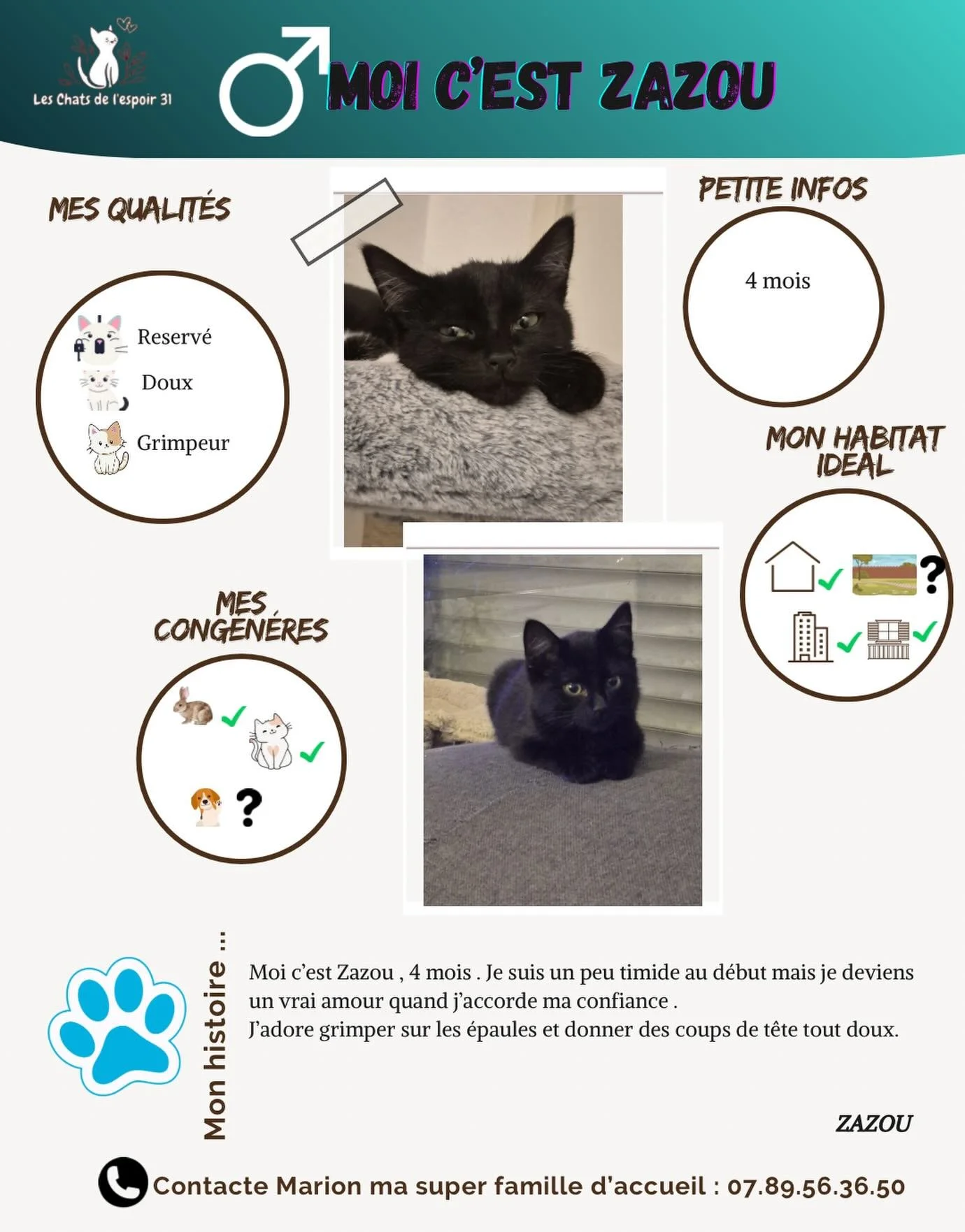 Coucou, moi c&rsquo;est Zazou 🐾 J&rsquo;ai 4 mois et je suis un petit c&oelig;ur un peu timide au d&eacute;but&hellip; mais quand je me sens en confiance, je deviens un vrai chamour. J&rsquo;adore venir sur les &eacute;paules, donner des petits coup