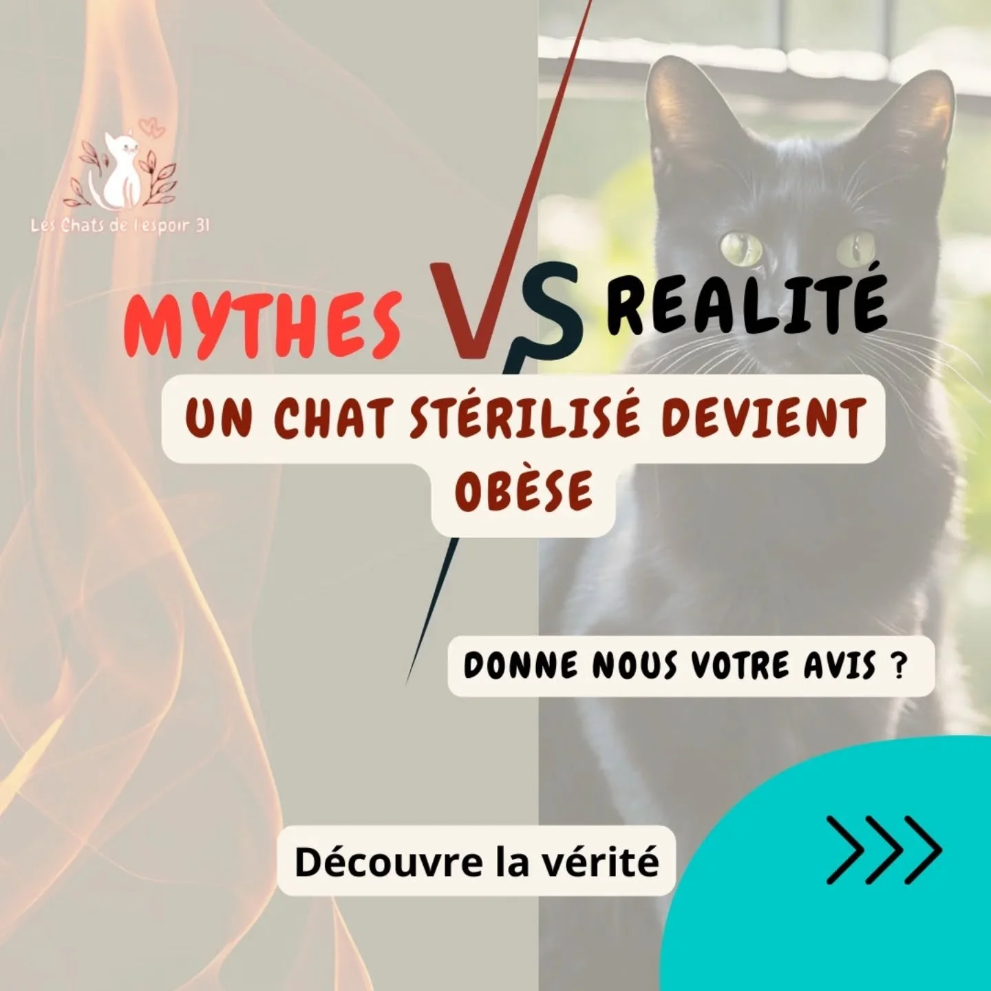 🐱 MYTHES OU R&Eacute;ALIT&Eacute;S ?
❌ Un chat st&eacute;rilis&eacute; devient forc&eacute;ment ob&egrave;se

👉 FAUX. C&rsquo;est un mythe.

✔️ La st&eacute;rilisation peut modifier l&eacute;g&egrave;rement le m&eacute;tabolisme, mais elle ne rend 