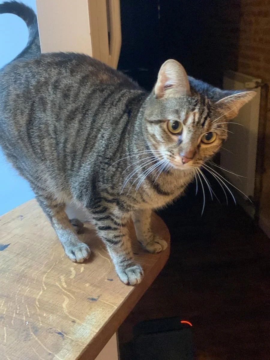 Annonce d&rsquo;un particulier 🆘 

Notre chatte Yana, 1an et demi, puc&eacute;e et st&eacute;rilis&eacute;e s&rsquo;est &eacute;chapp&eacute;e hier matin de notre appartement Grande Rue Saint Michel &agrave; Toulouse. 
Elle s&rsquo;est &eacute;chapp