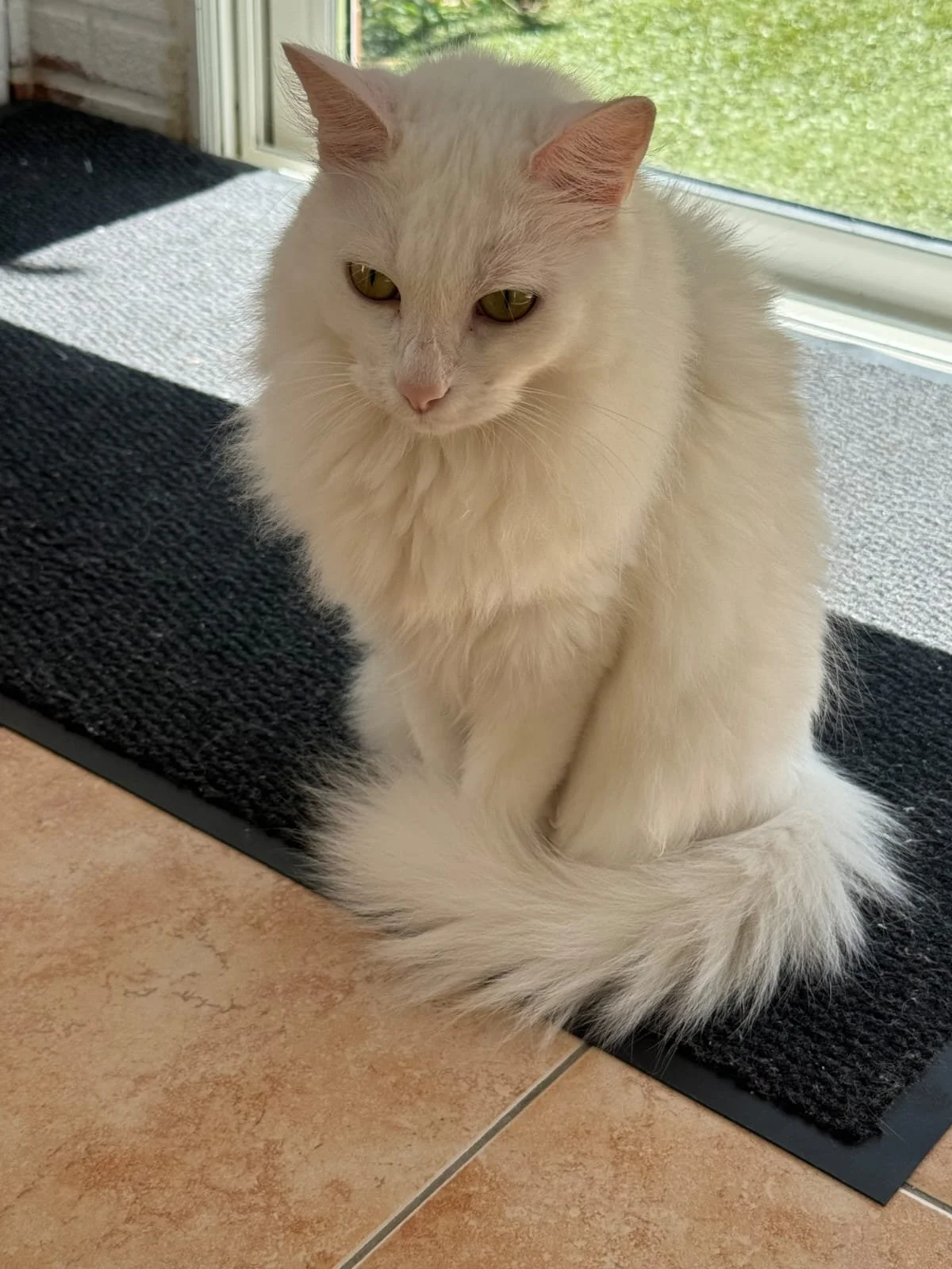 Un chat blanc avec une longue fourrure assis sur un tapis noir près d'une porte-fenêtre, avec un fond vert visible à l'extérieur.