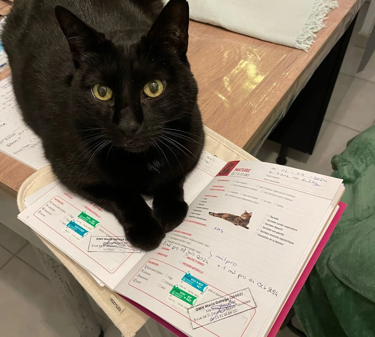 Un chat noir allongeé sur un registre de santé vétérinaire ouvert sur une table en bois.