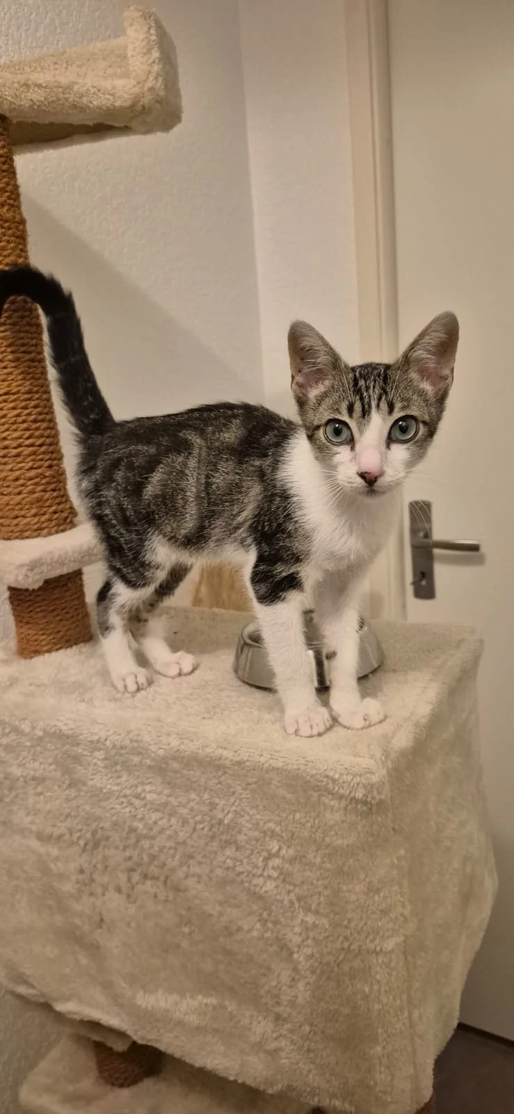 Un chaton blanc et gris tigré debout sur une plateforme en peluche beige, à côté d'un bol en acier inoxydable, dans une pièce intérieure.