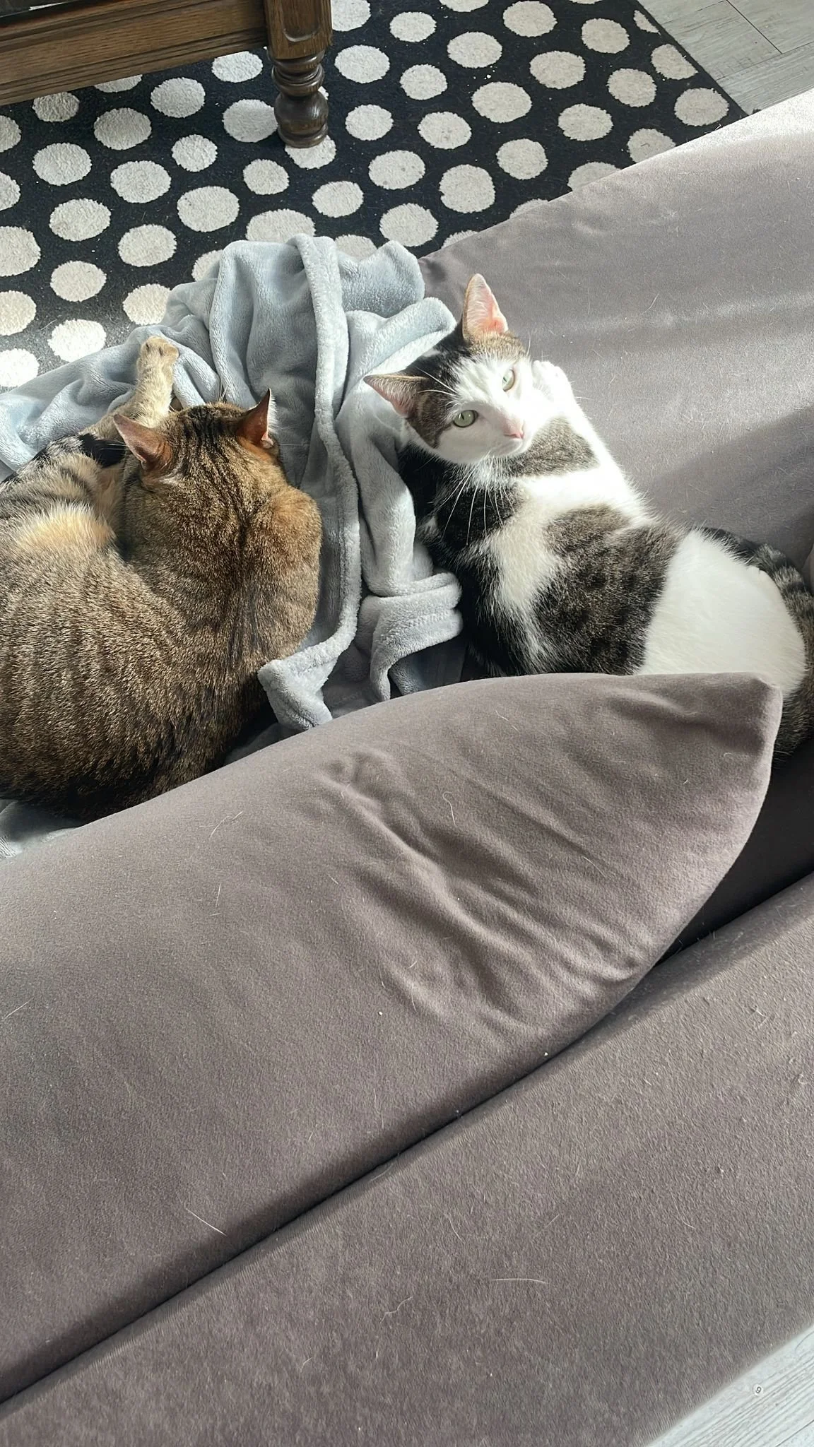 Deux chats, un ronds, un tacheté, reposent sur un canapé gris avec un plaid gris et un coussin beige. Un tapis à pois noirs et blancs est visible en arrière-plan.