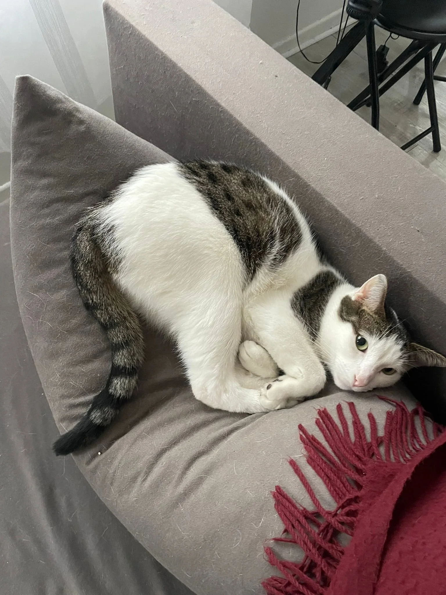 Un chat blanc et gris couché sur un canapé gris avec un coussin gris et une écharpe rouge, dans un intérieur moderne.