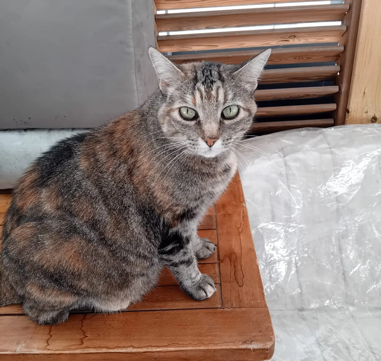 Un chat tacheté gris et marron assis sur une table en bois, regardant vers l'objectif, avec un canapé gris et une cloison en bois derrière lui.