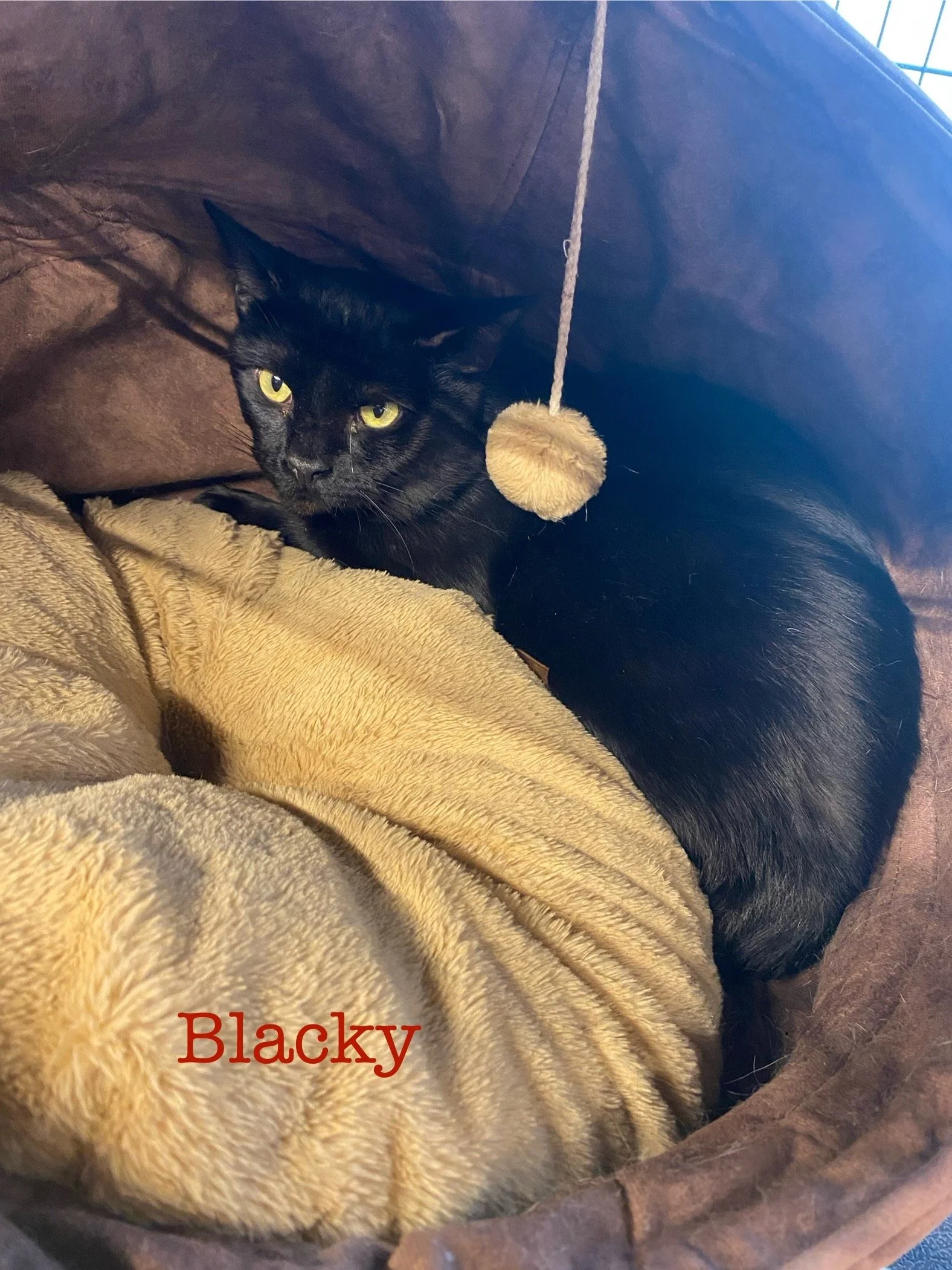 Un chat noir avec des yeux jaunes, nommé Blacky, se trouve dans une cachette en forme de tipi, entouré de couvertures et un petit jouet en forme de pompon suspendu.