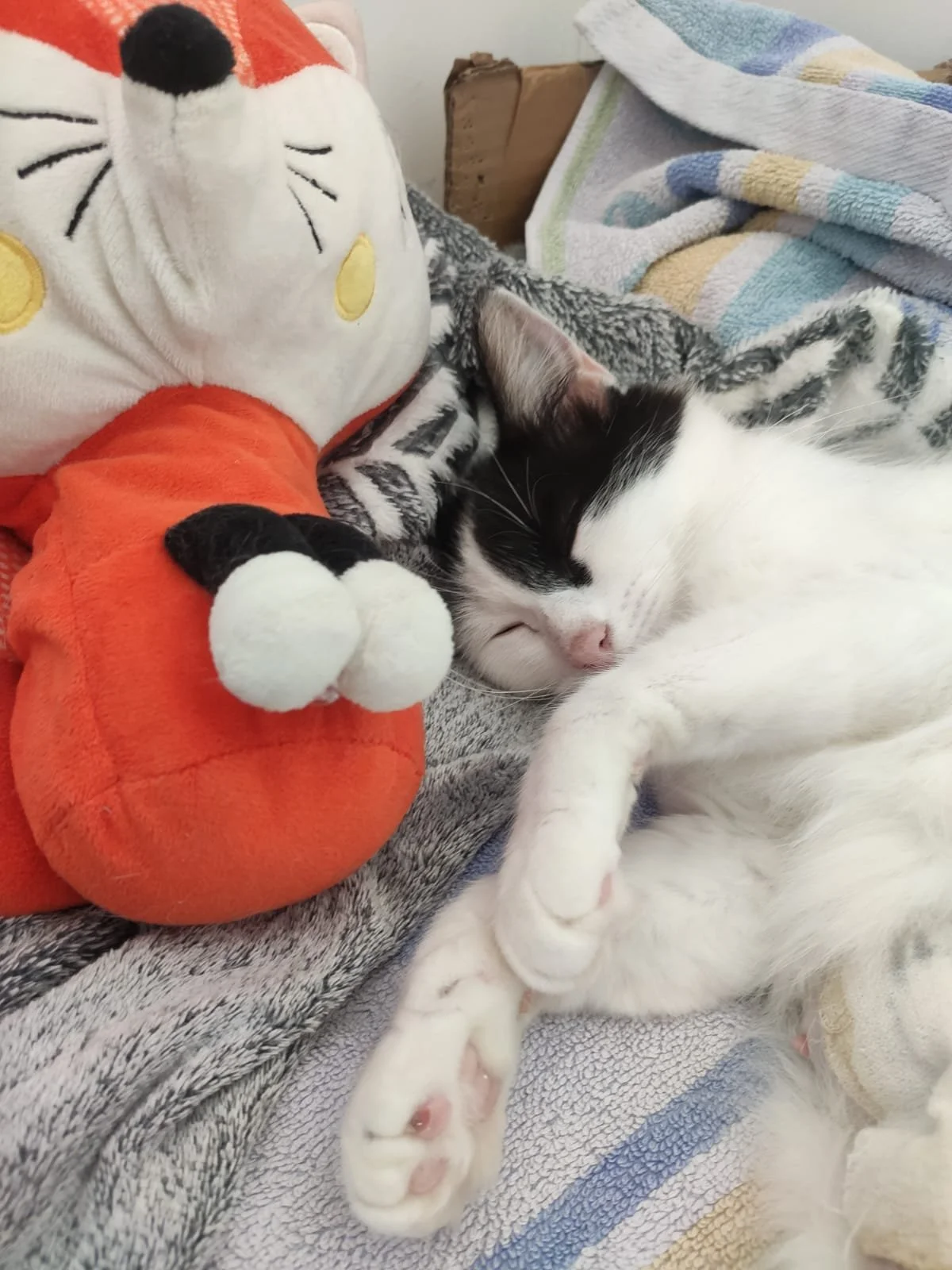 Un chat noir et blanc endormi près d'une peluche de personnage de dessin animé avec un nez rouge et un vêtement orange, sur une surface recouverte de serviettes. La peluche a un visage souriant et des yeux fermés.