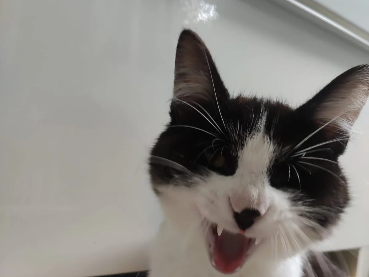 Chat noir et blanc avec la bouche ouverte