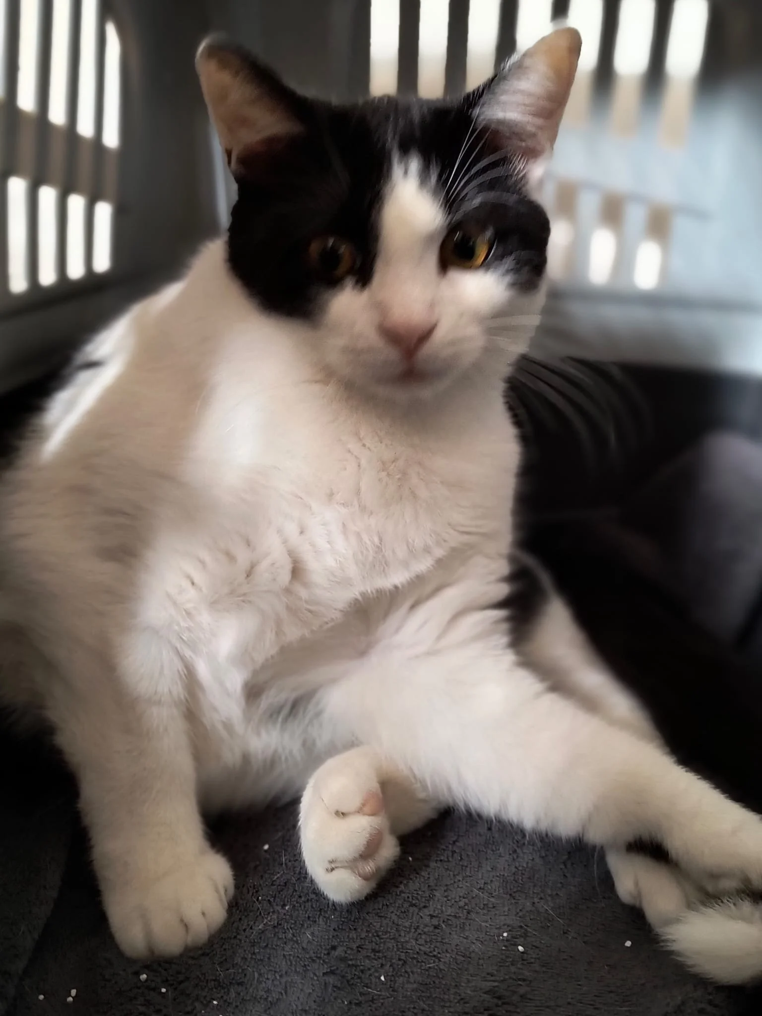 Chat noir et blanc couché dans une cage, regardant l'objectif.