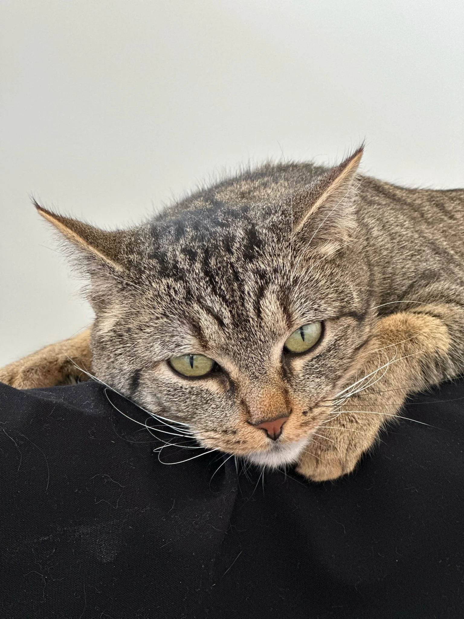 Chat domestique gris tacheté allongé sur une surface noire, regardant calmement.